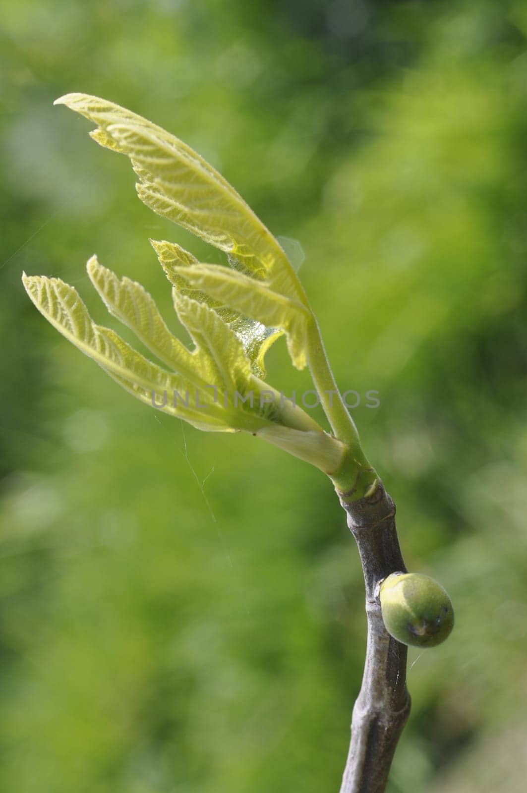 fig tree in spring
