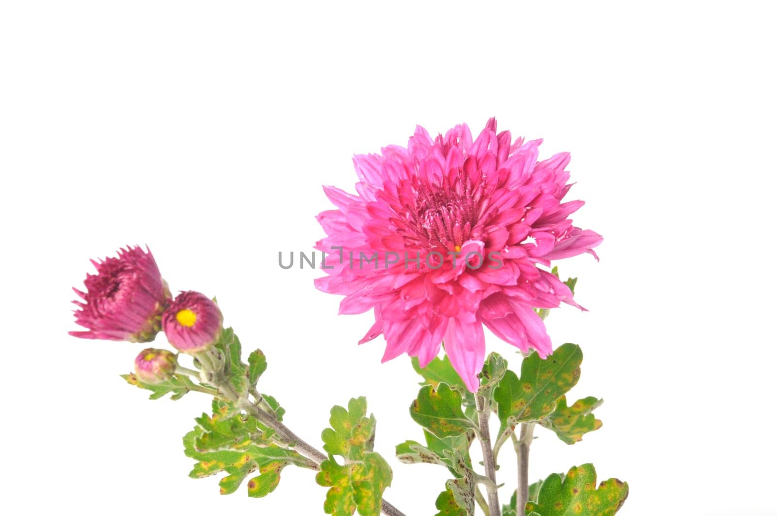 Pink chrysanthemum on a white background