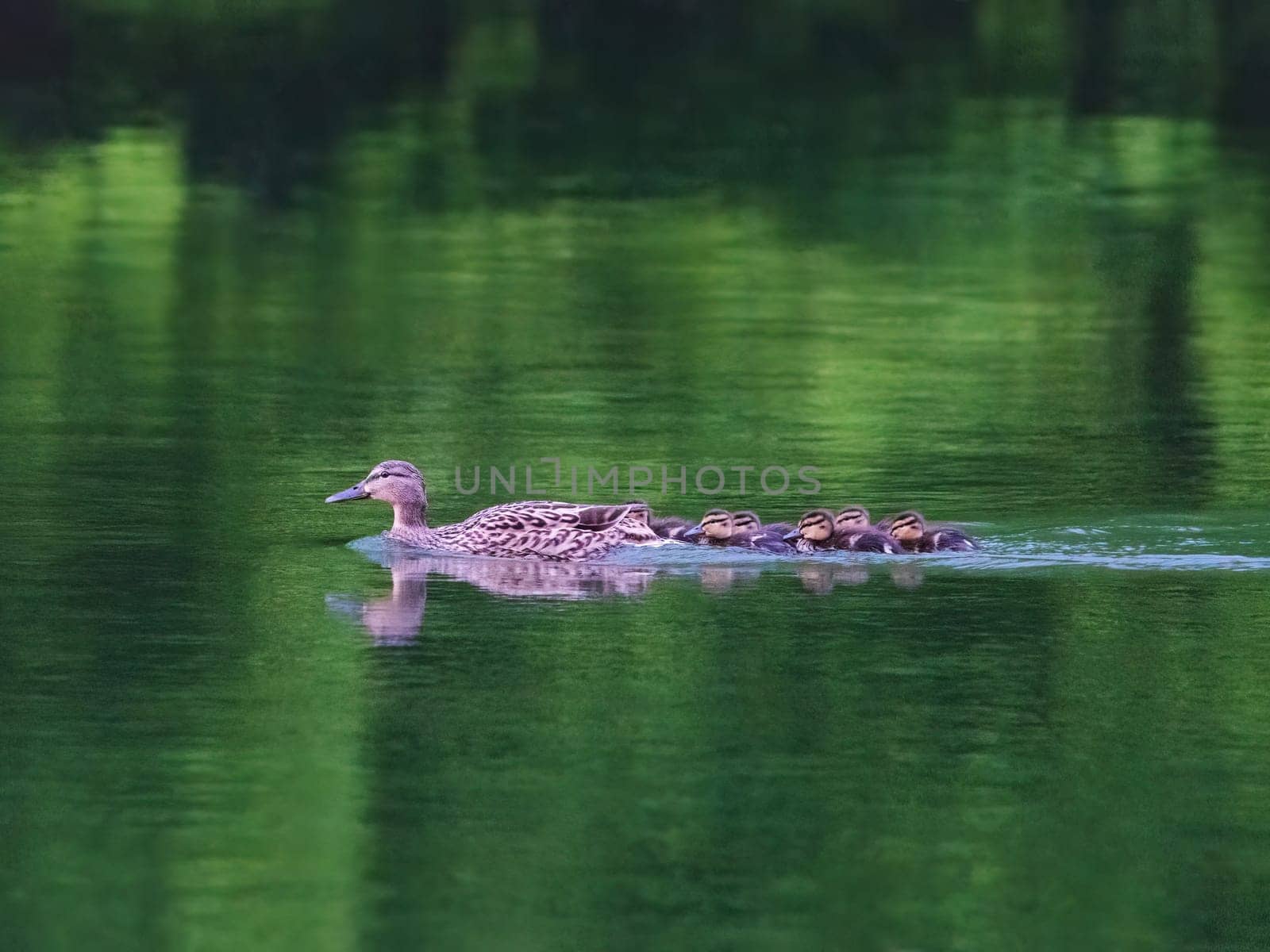 Mallard Duck with her Ducklings
