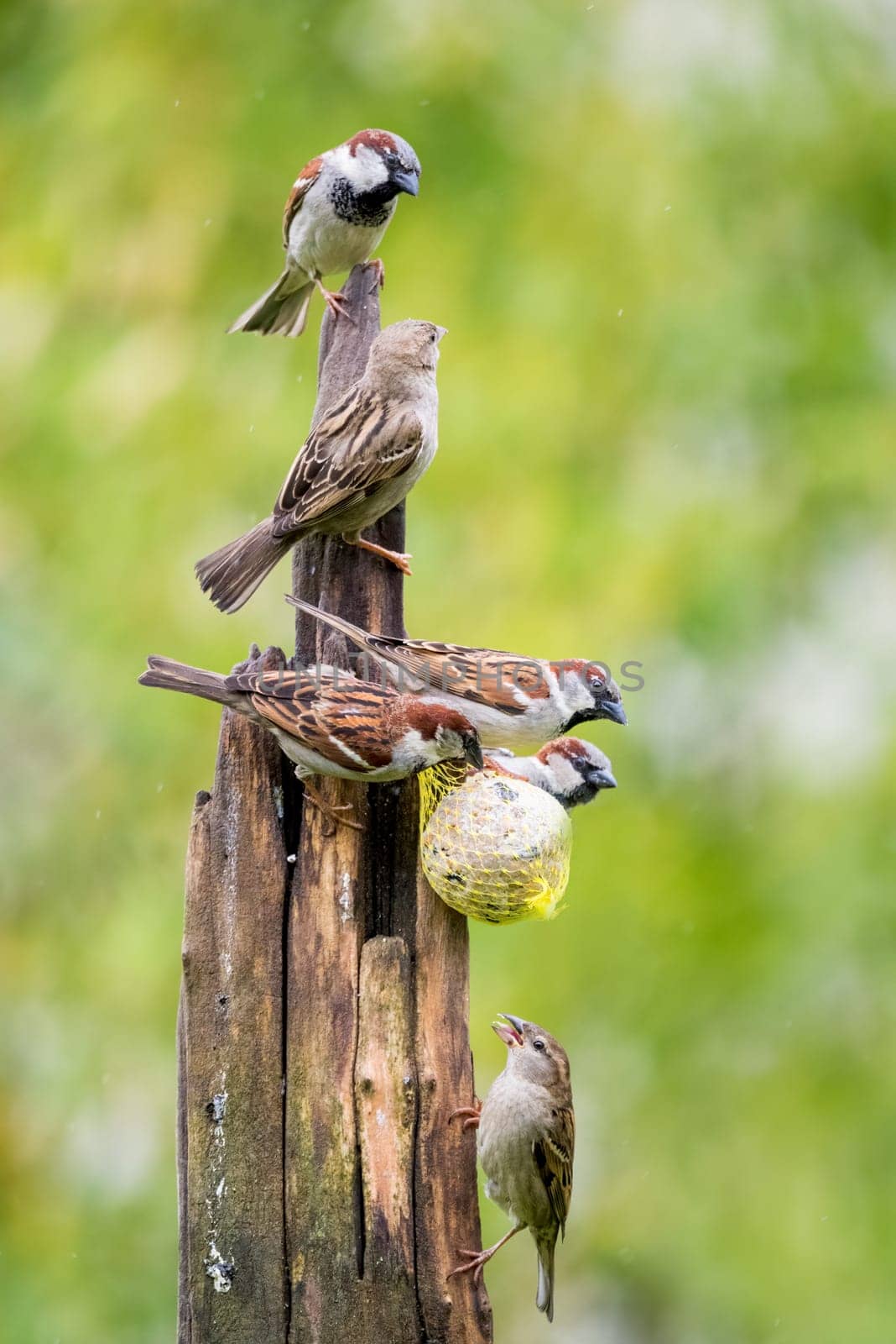 Beautiful couple of house sparrows (Passer domesticus) in the rain on a feeding post