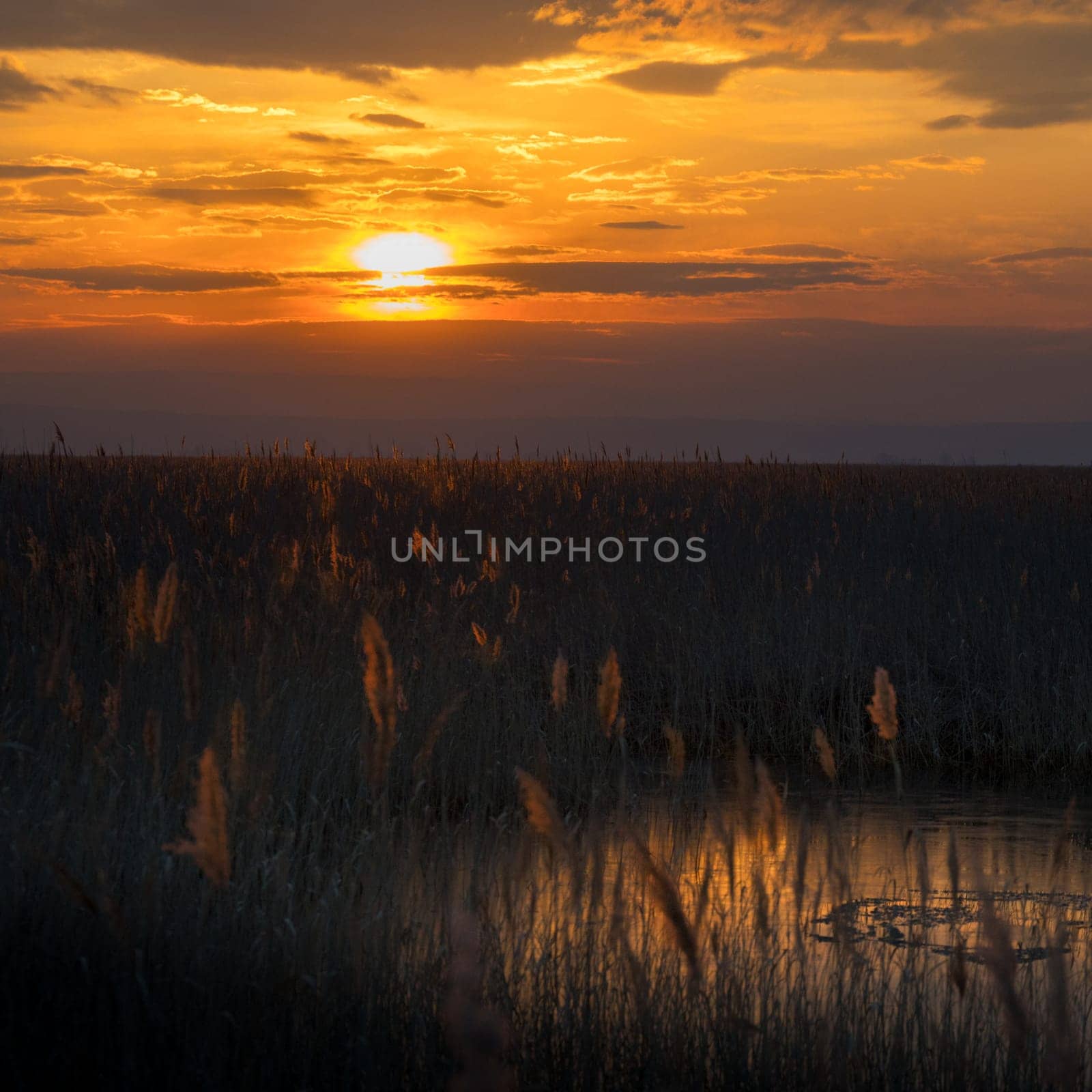 Sunset at the reed belt of lake neusiedlersee in Burgenland