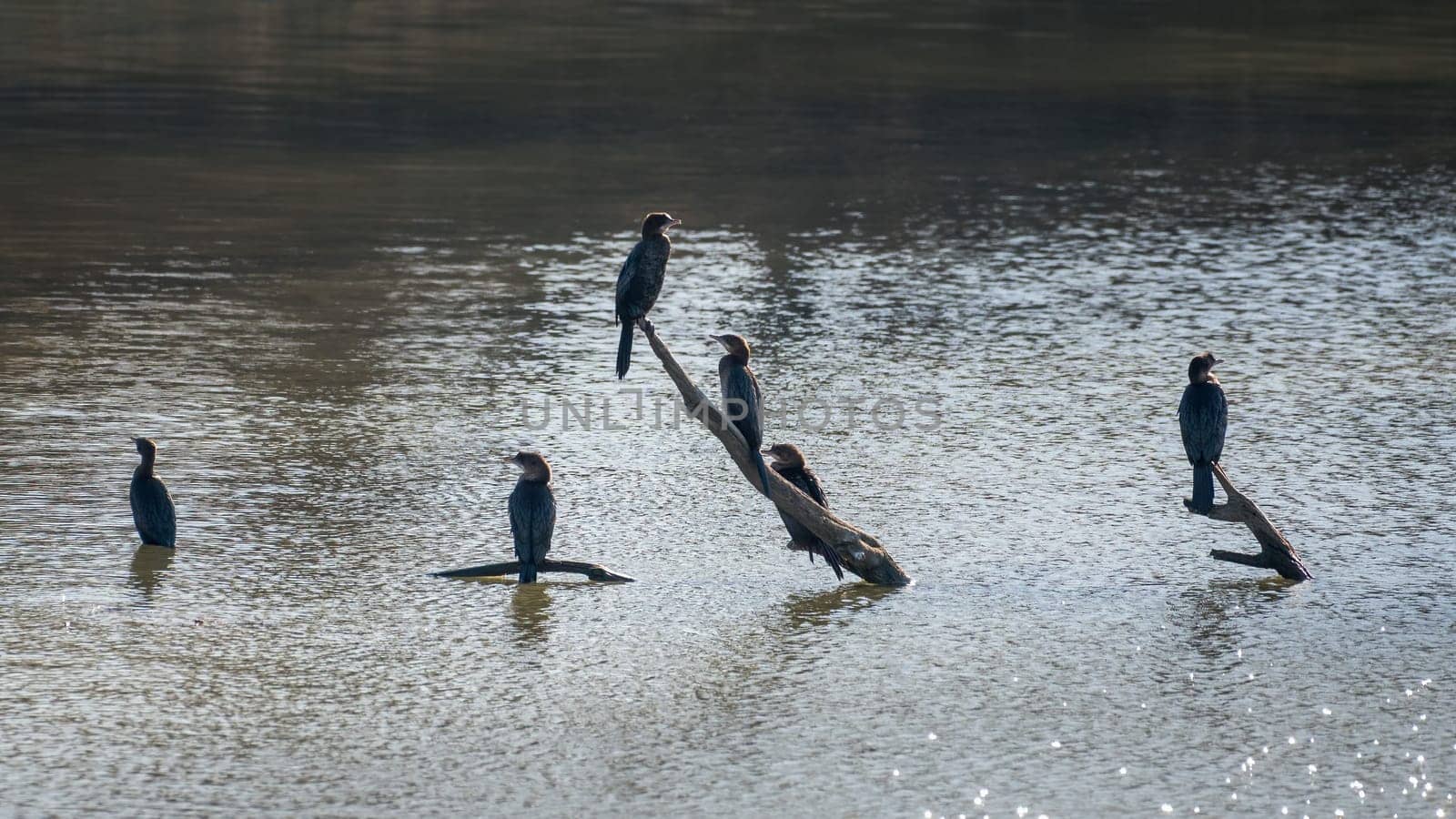 Great cormorants