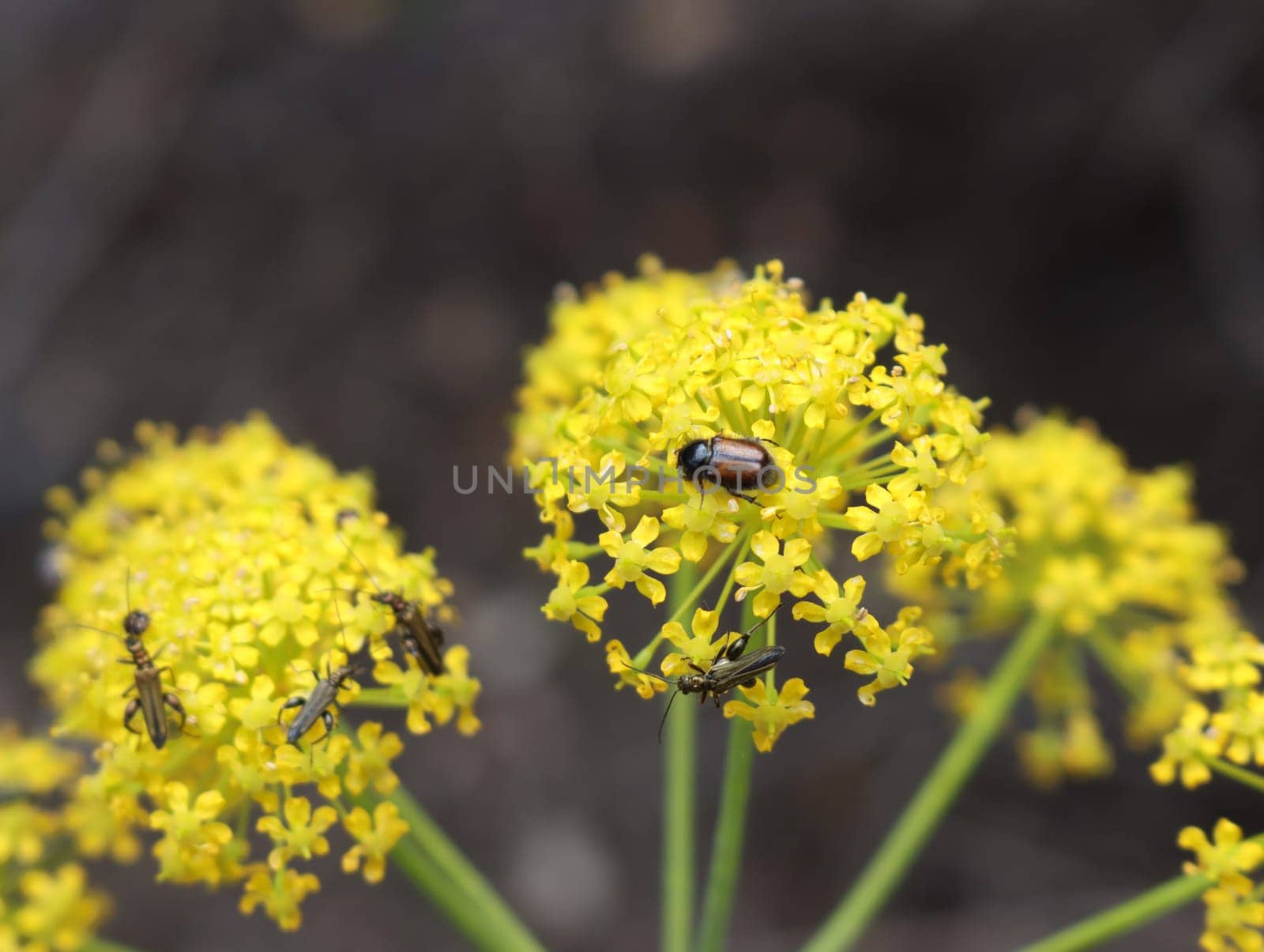 Beautiful flowers of different colors with pollinating insects macro natural fence