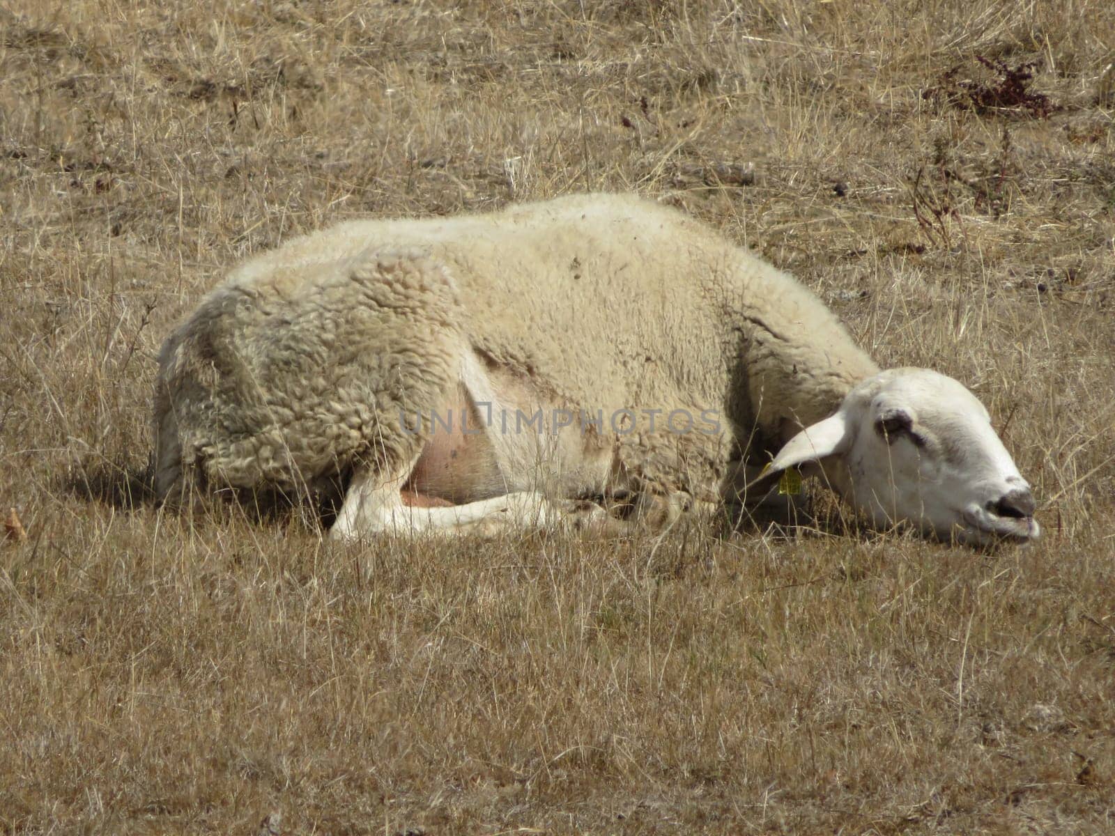 sheep wool milk animal grazing lying farm cheese