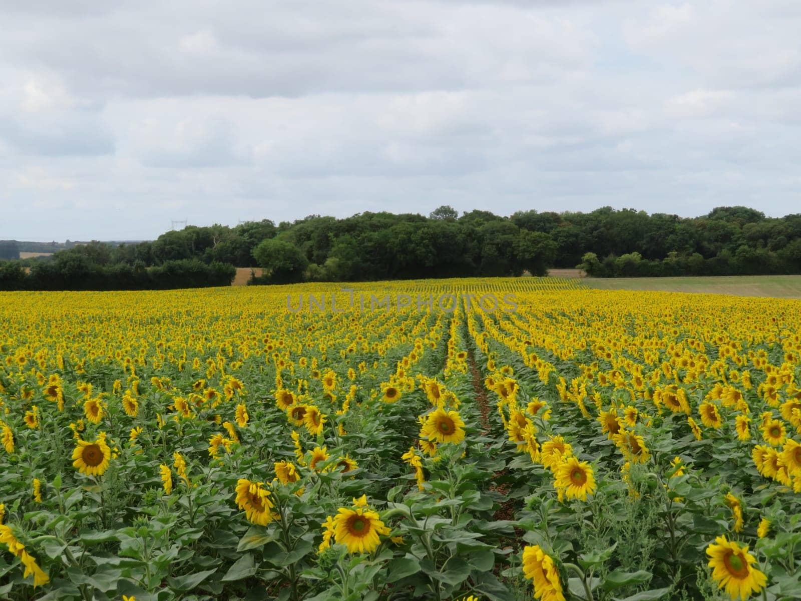sunflower flower seeds natural food yellow large field sun