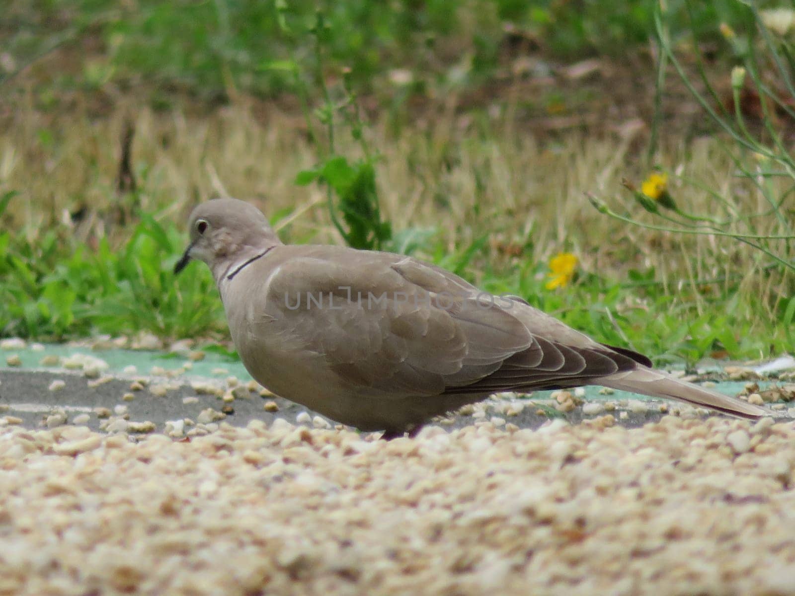 pigeon animal bird feathers flight food hunting delicacy