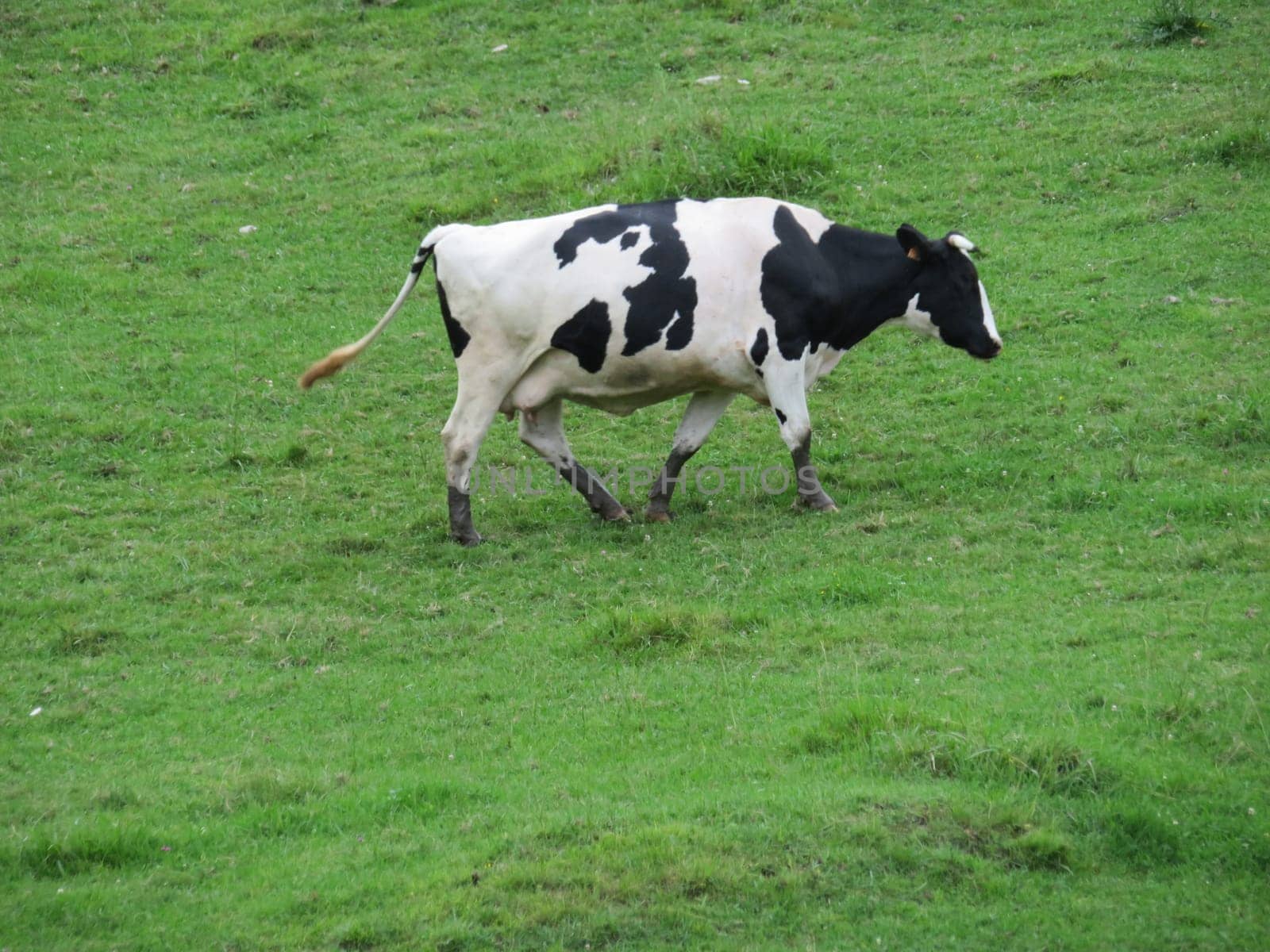 beautiful cows meadows pasture animals herbivorous farm