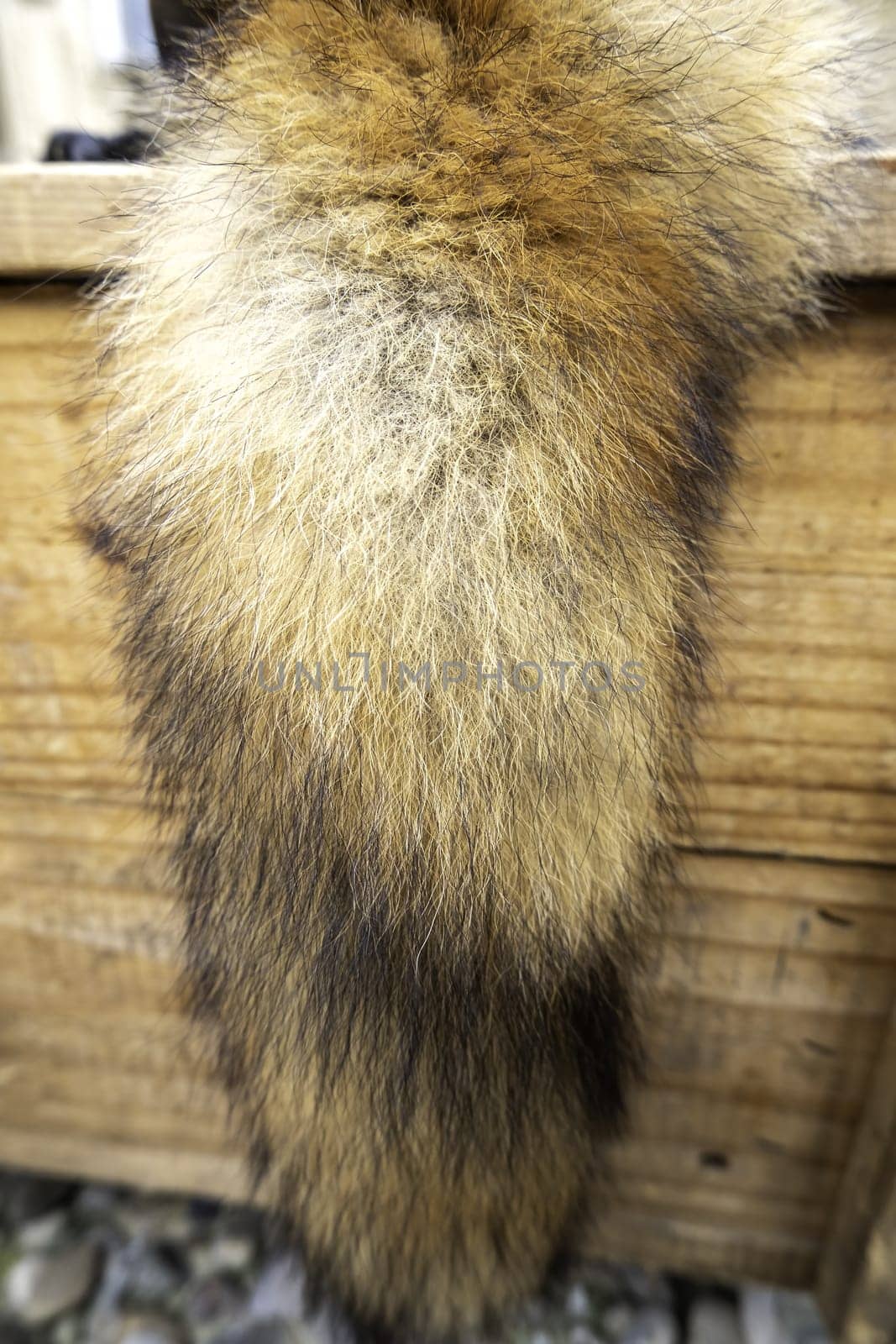 Detail of dead animal skin, decoration and coat
