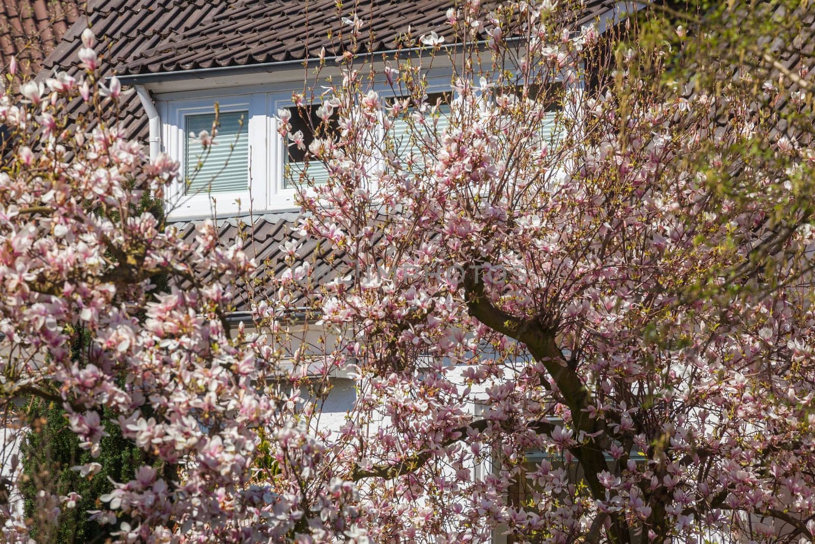 Residential building in spring with magnolia blossom, Bremen, Germany