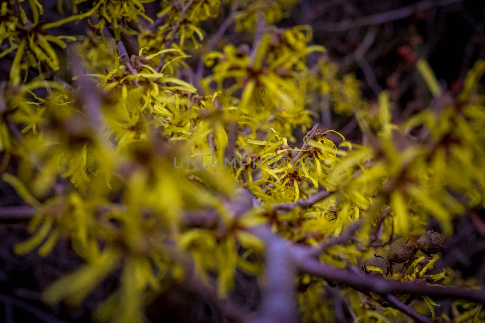 Closeup and selective focus shot of flowering Hamamelis intermedia or hybrid witch hazel