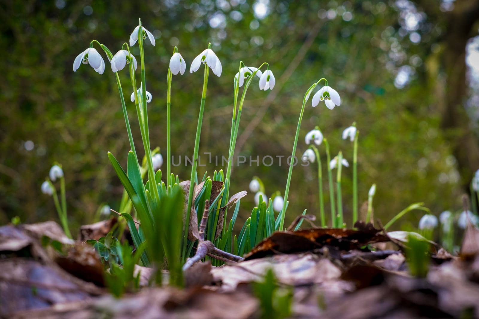 Closeup of flowering Galanthus nivalis or or common snowdrop