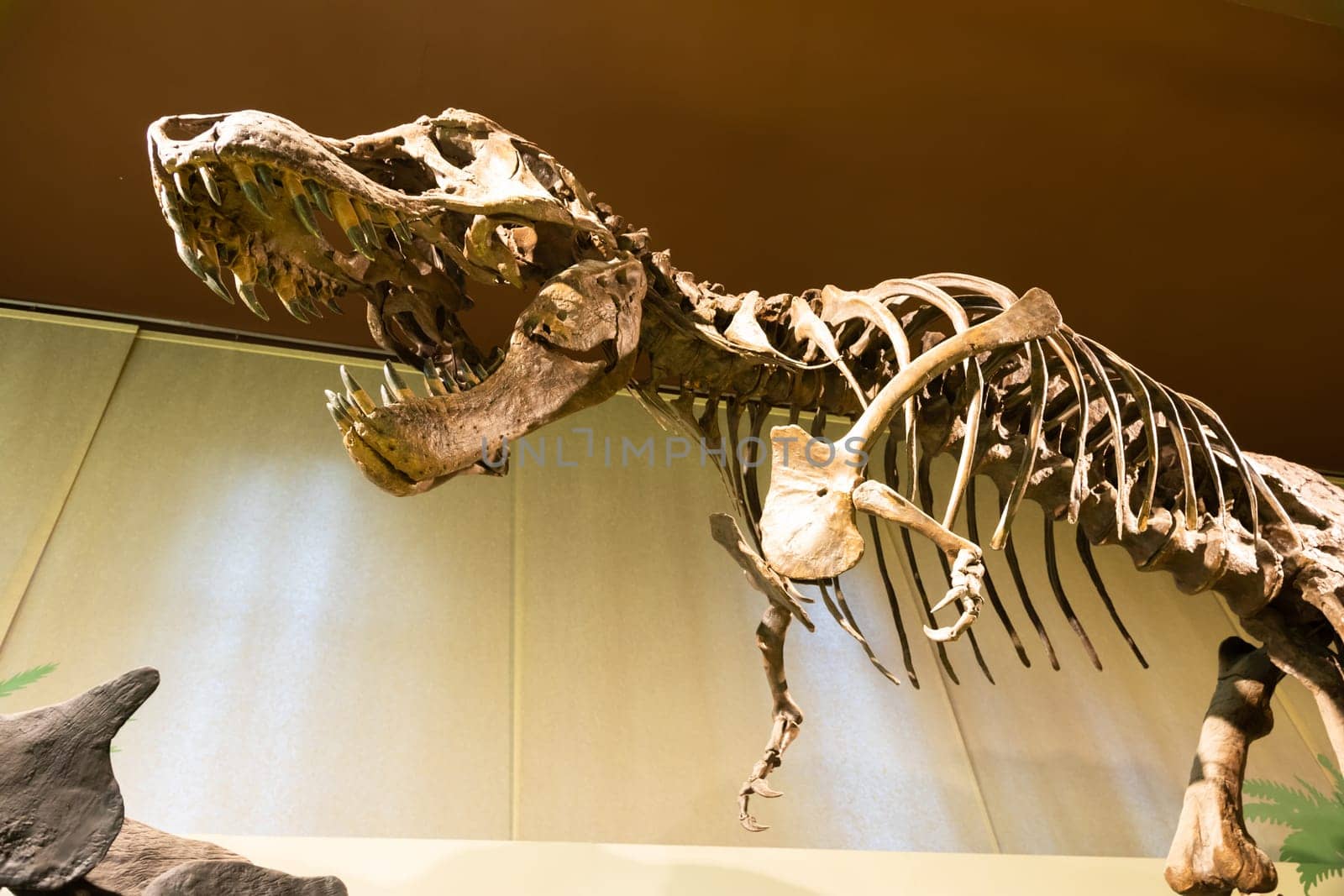 Milan, Italy- January 2023: Tyrannosaurus Rex fossil. Old t-rex skeleton in museum