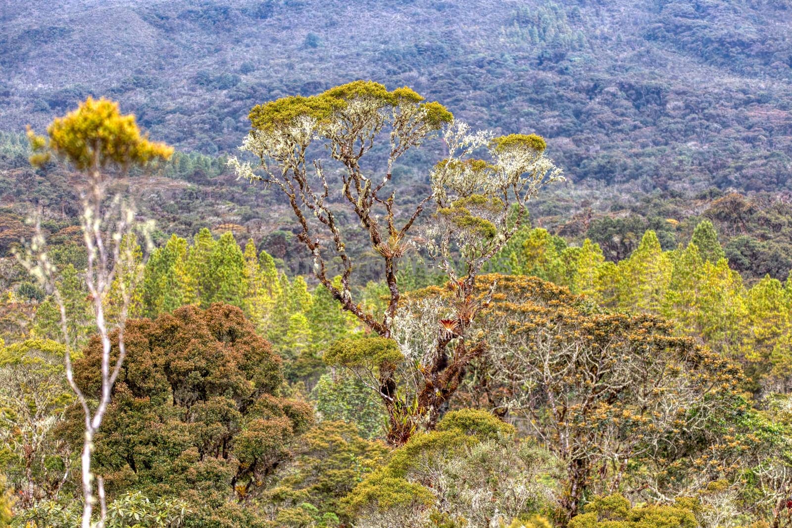Paramo Natural Reserve, Guasca. Conservation in the high Andean forest. Andes Mountain, South America. Rehabilitation Center for Spectacled Bear (Tremarctos ornatus). Colombia wilderness landscape.
