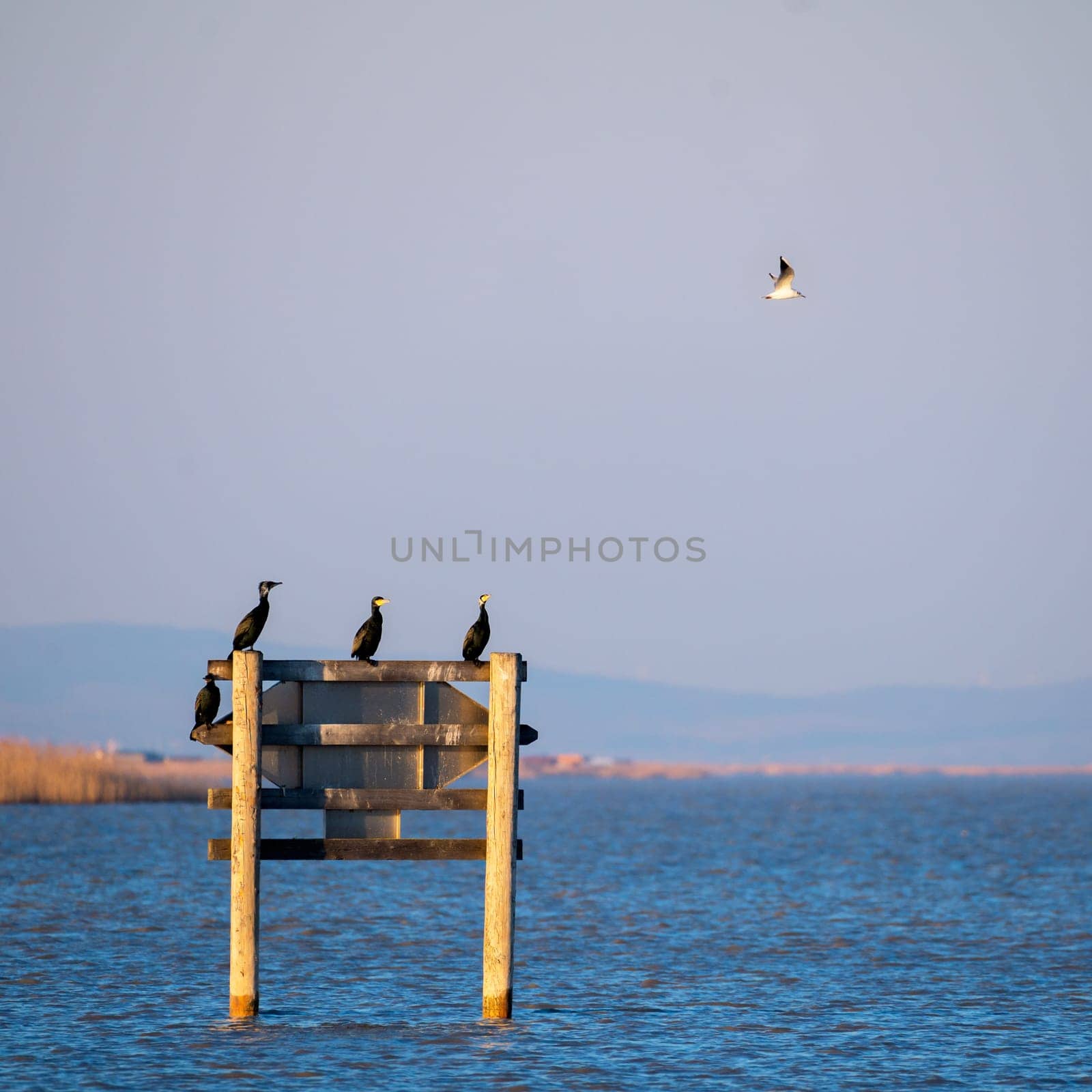 Great cormorants resting on a pole on lake neusiedlersee