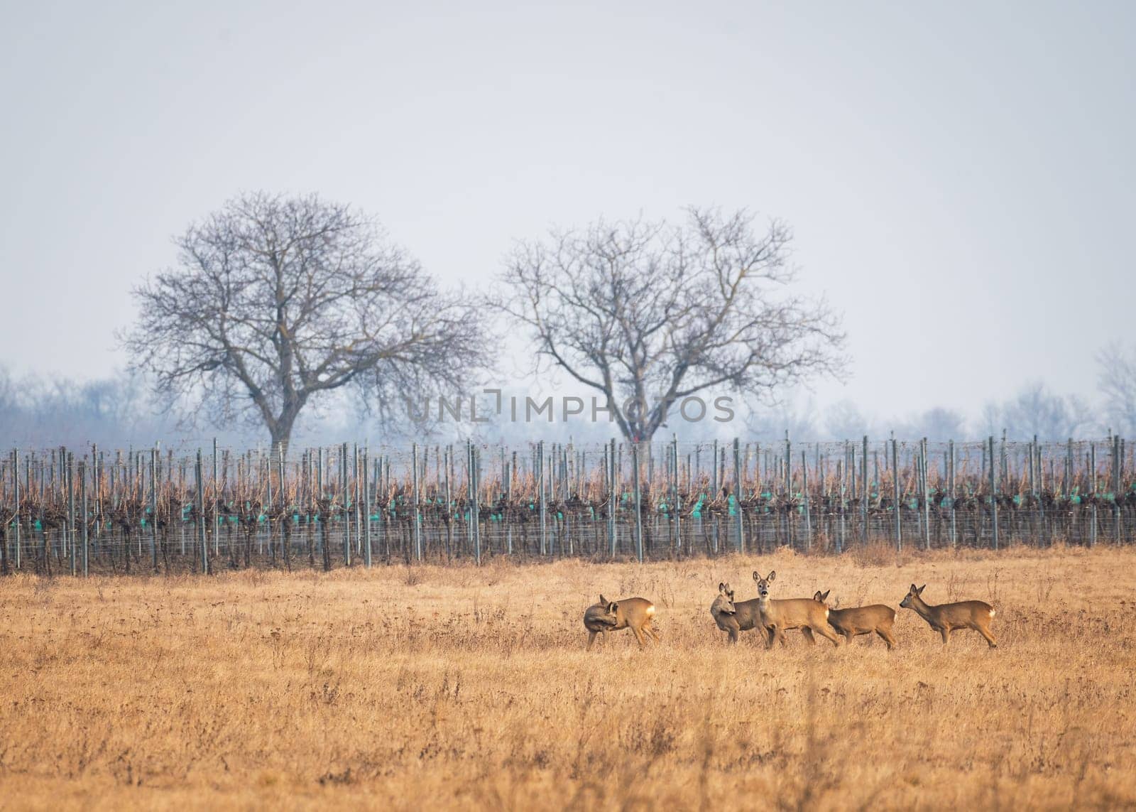 Roe Deer, Capreolus capreolus, Group, Burgenland, Austria, Europe
