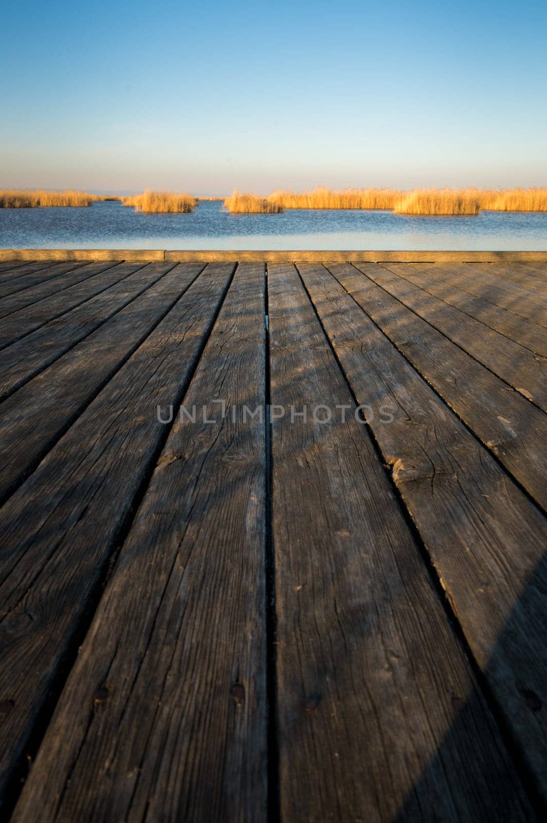 wooden boards on a jetty on lake Neusiedlersee with reed