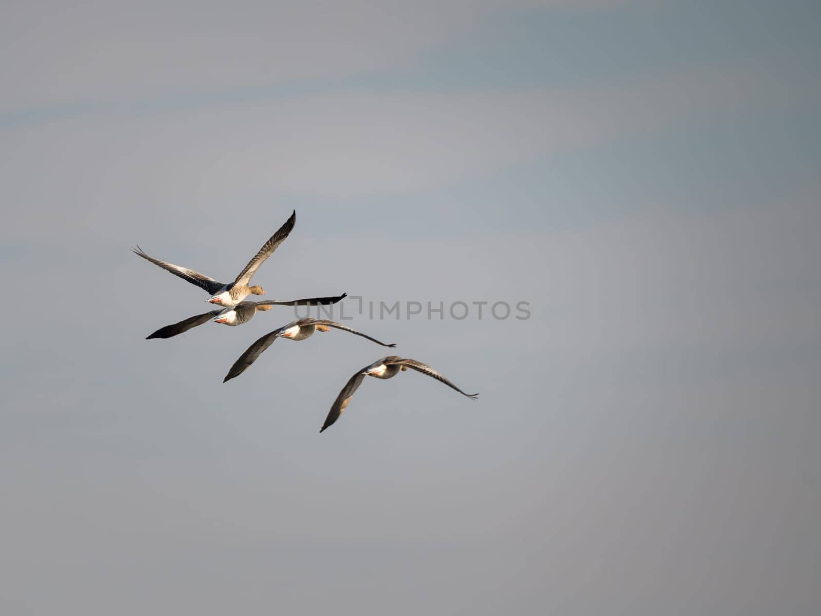 three wild geese flying in line