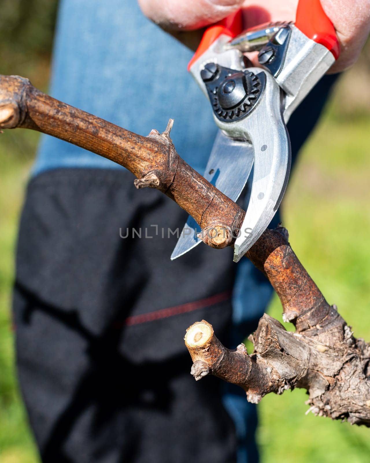 Winegrower pruning the vineyard with professional steel scissors. Traditional agriculture. Winter pruning.