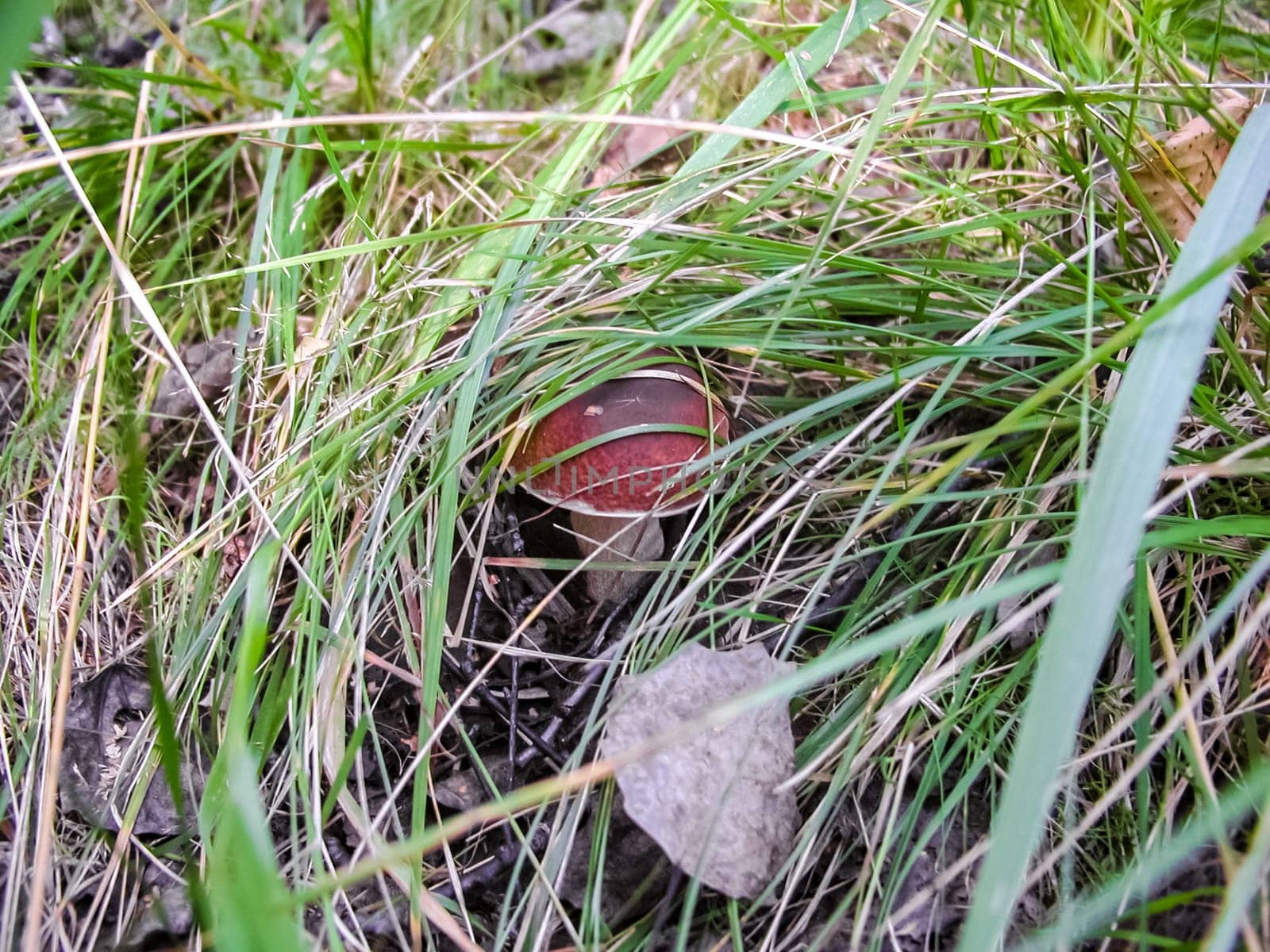 Forest mushrooms. Edible mushrooms in the forest litter. Mushrooms in the forest