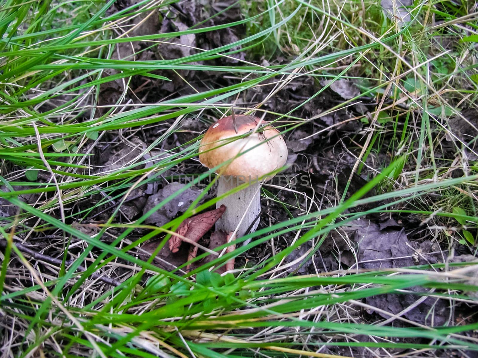 Forest mushrooms. Edible mushrooms in the forest litter. Mushrooms in the forest