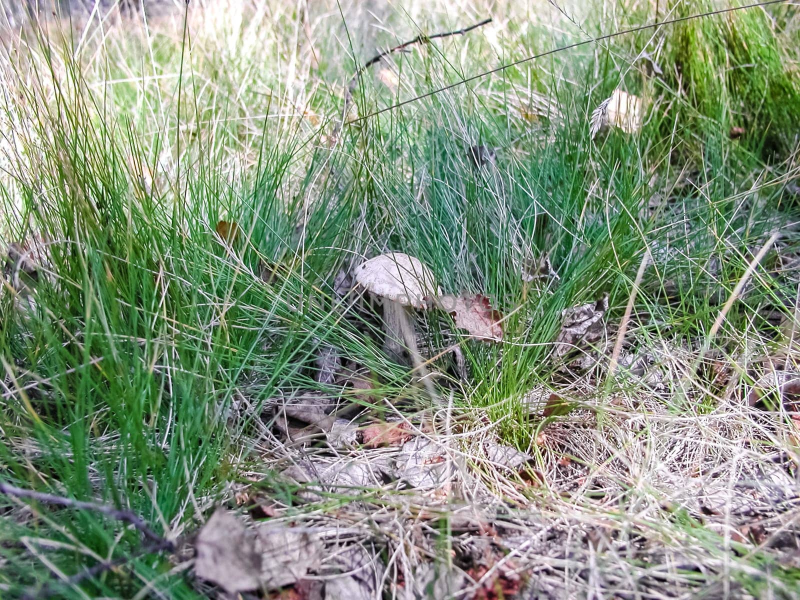 Forest mushrooms. Edible mushrooms in the forest litter. Mushrooms in the forest