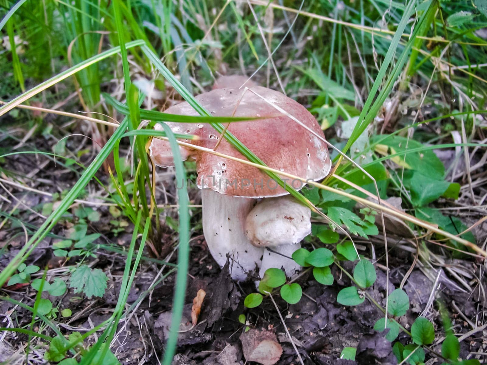 Forest mushrooms. Edible mushrooms in the forest litter. Mushrooms in the forest