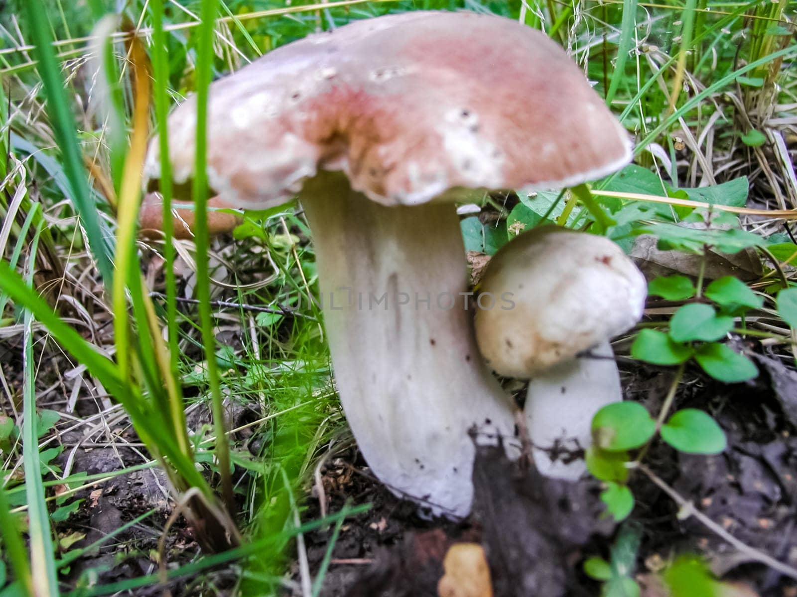 Forest mushrooms. Edible mushrooms in the forest litter. Mushrooms in the forest