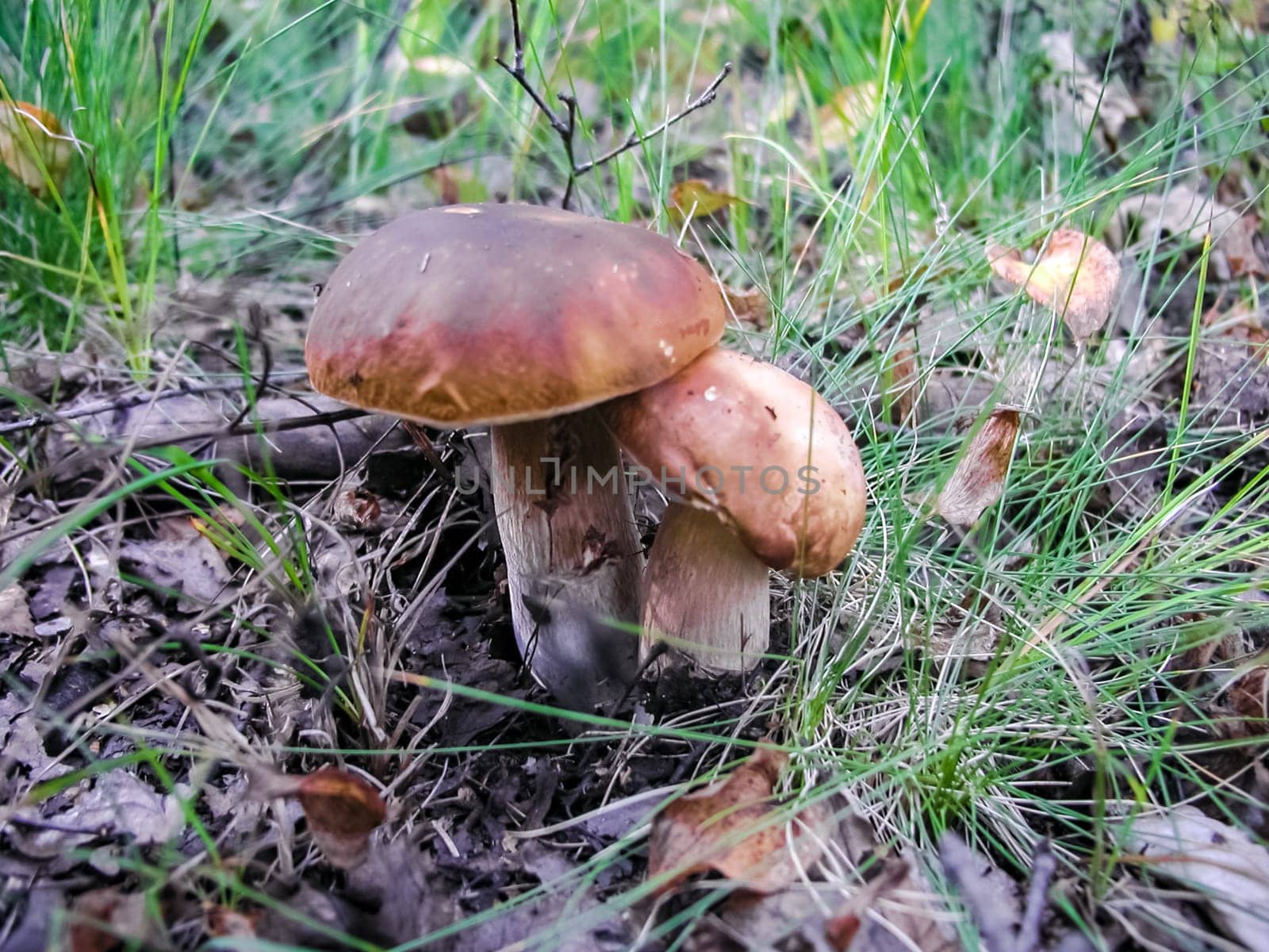 Forest mushrooms. Edible mushrooms in the forest litter. Mushrooms in the forest
