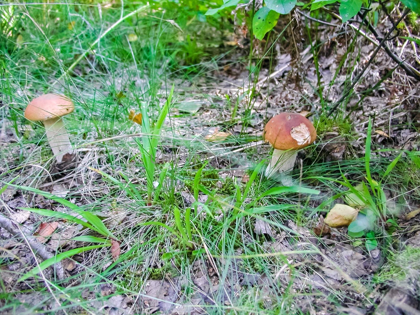 Forest mushrooms. Edible mushrooms in the forest litter. Mushrooms in the forest