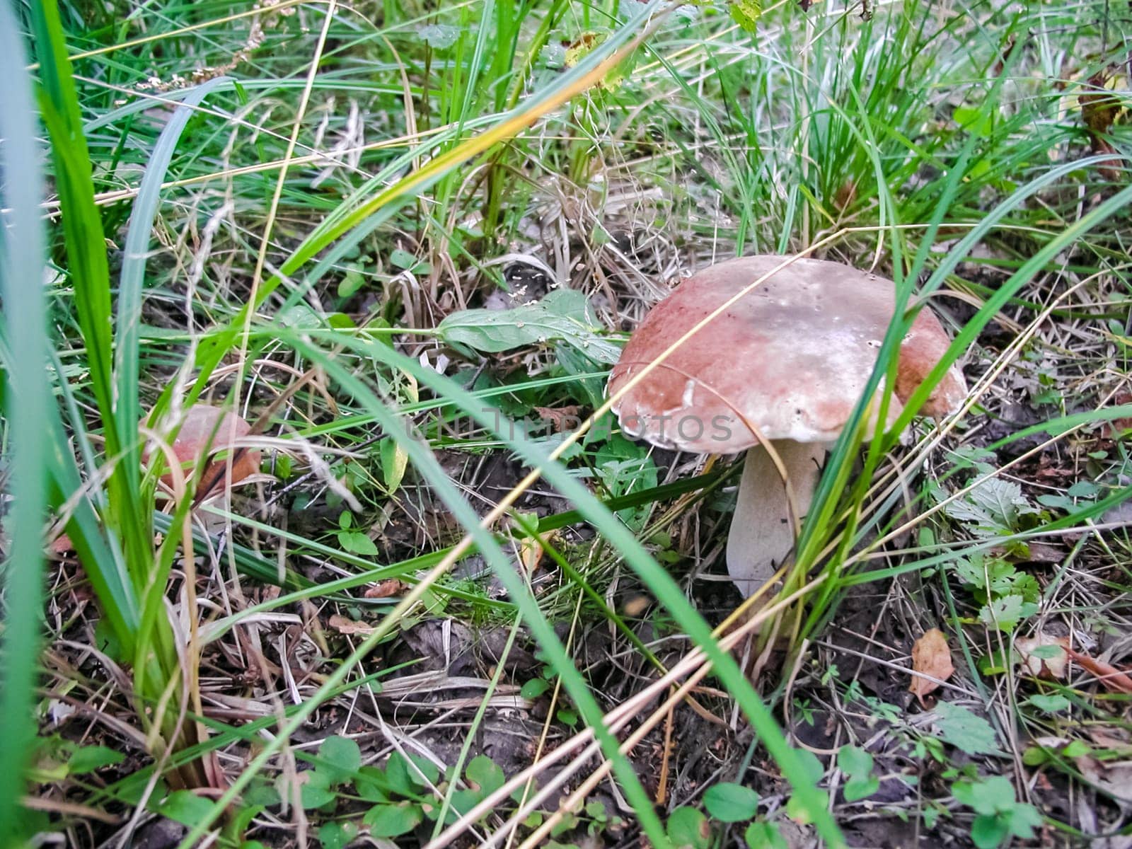 Forest mushrooms. Edible mushrooms in the forest litter. Mushrooms in the forest