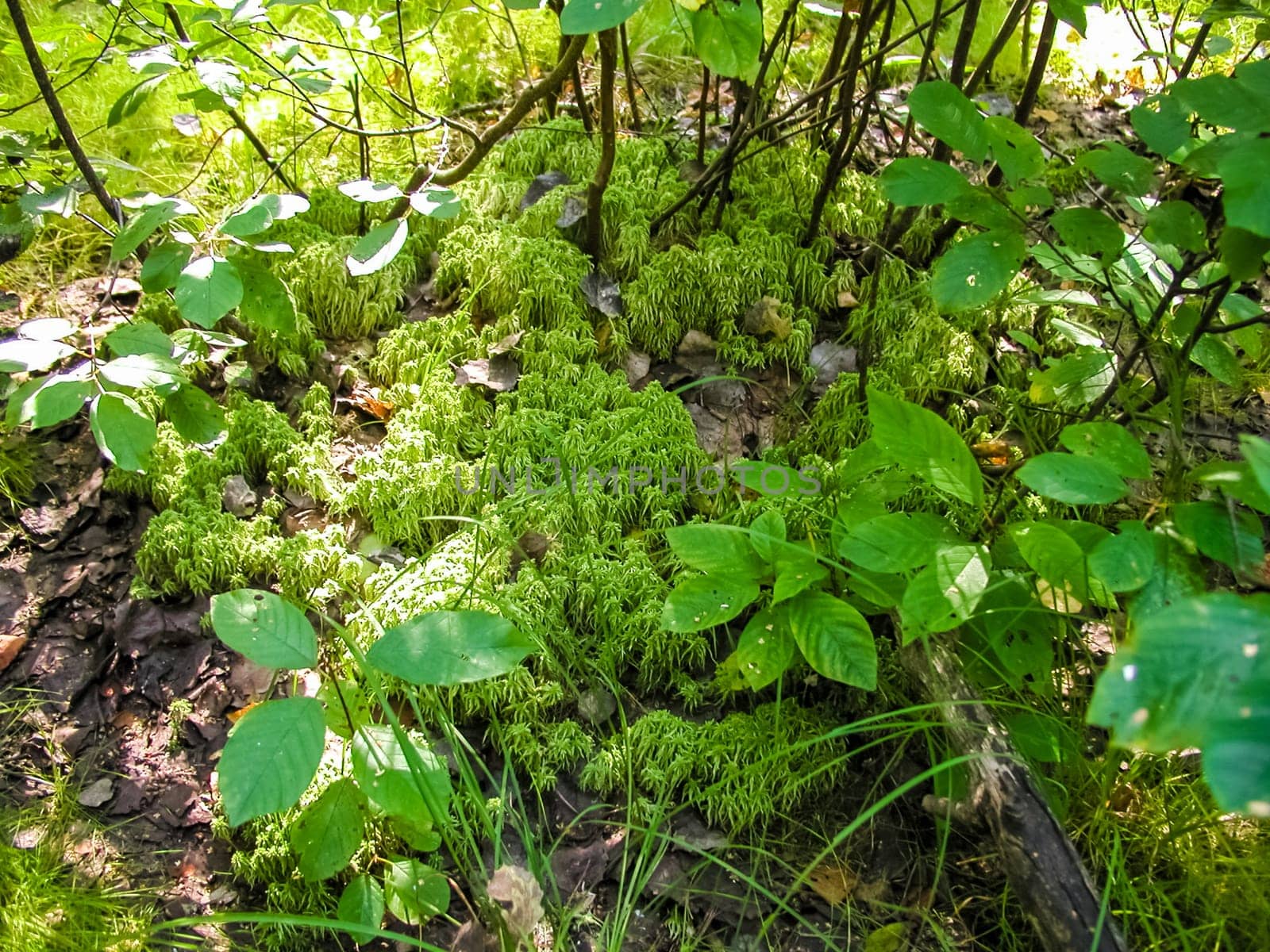 Forest mushrooms. Edible mushrooms in the forest litter. Mushrooms in the forest