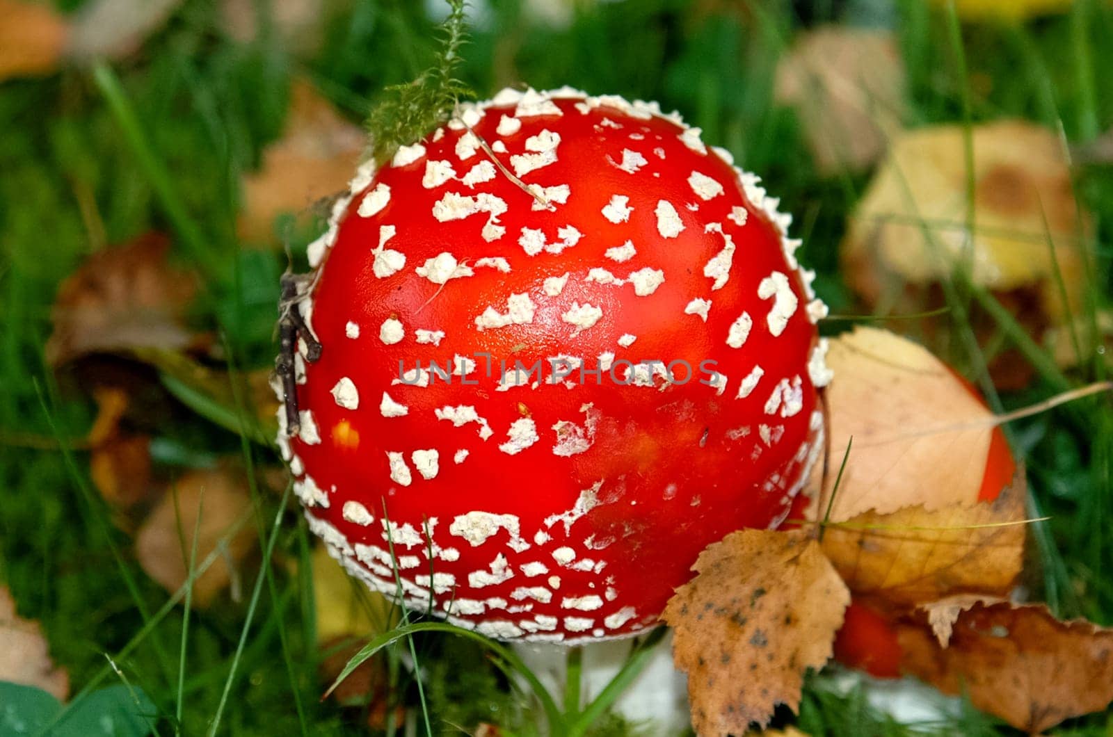 Forest mushrooms. Edible mushrooms in the forest litter. Mushrooms in the forest