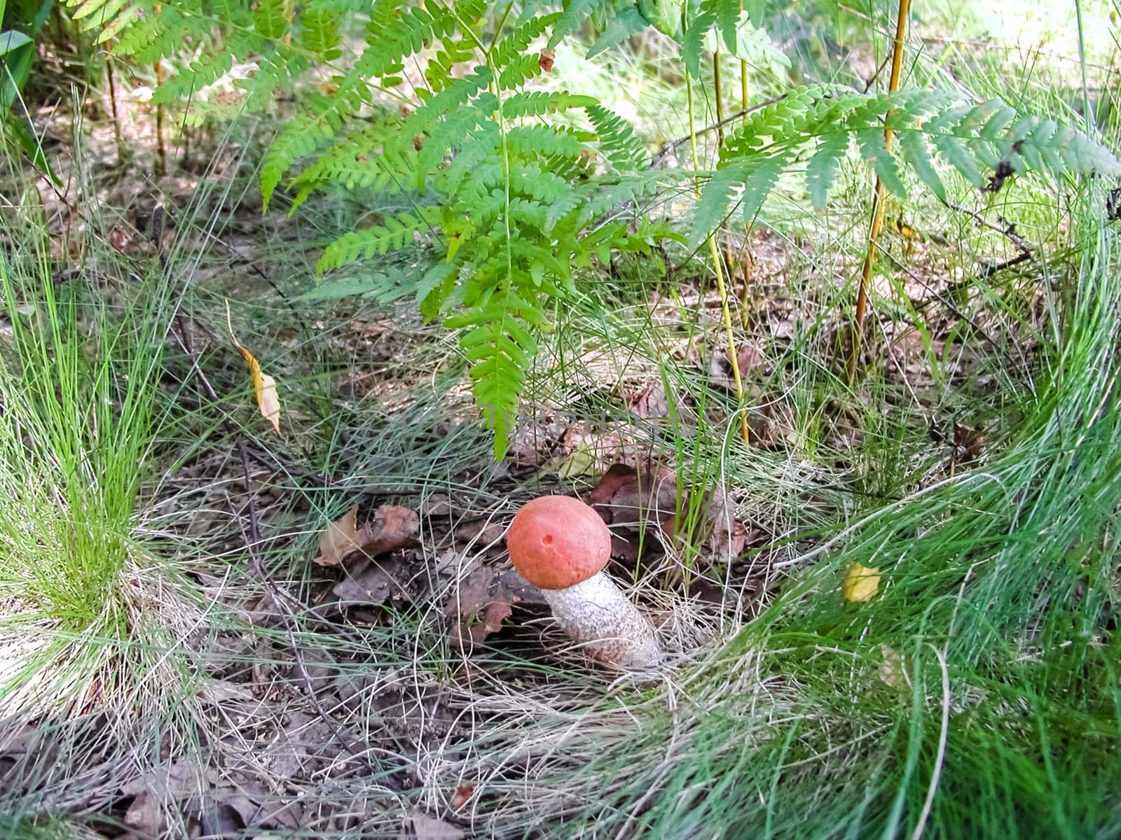 Forest mushrooms. Edible mushrooms in the forest litter. Mushrooms in the forest
