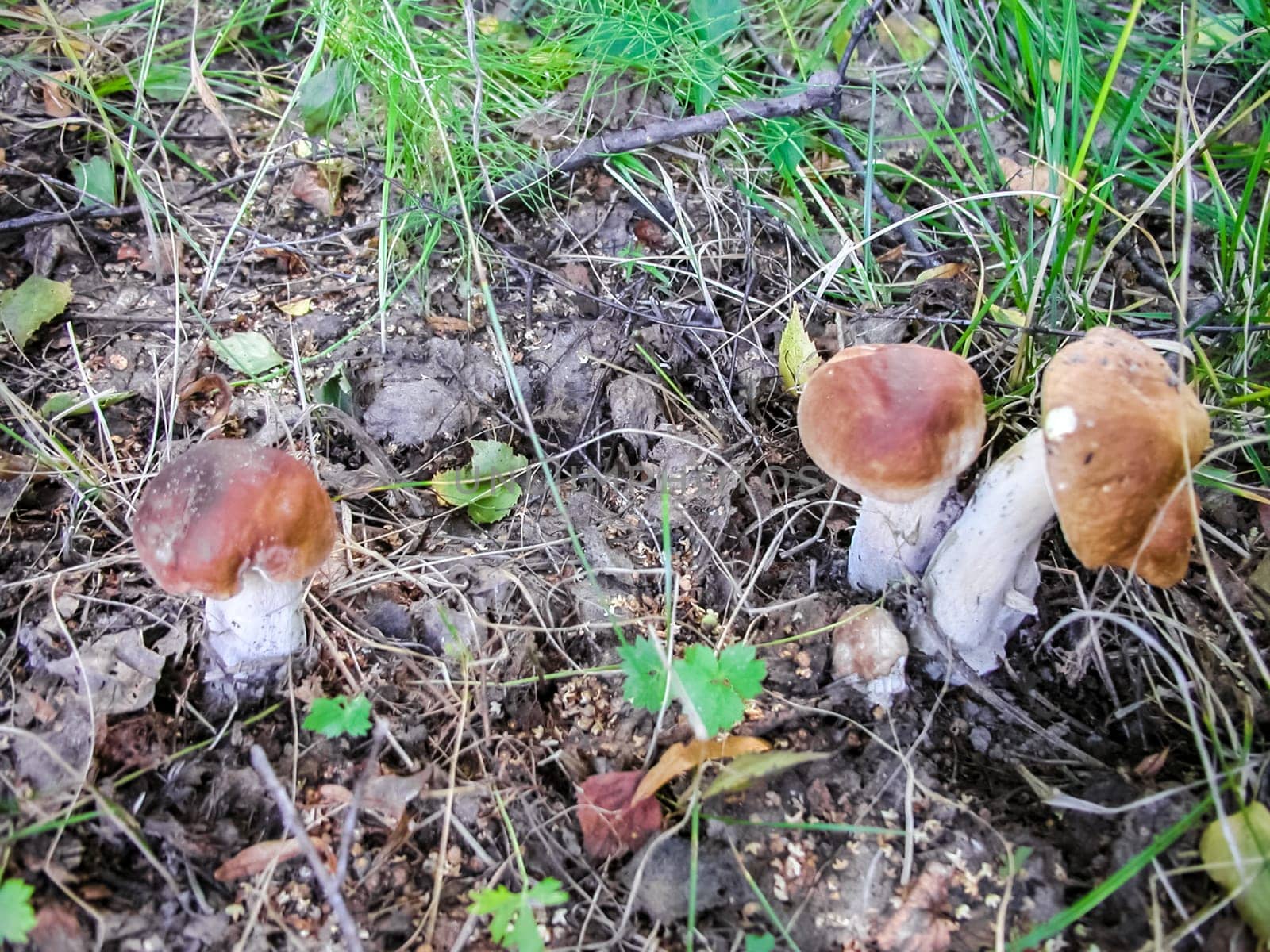 Forest mushrooms. Edible mushrooms in the forest litter. Mushrooms in the forest