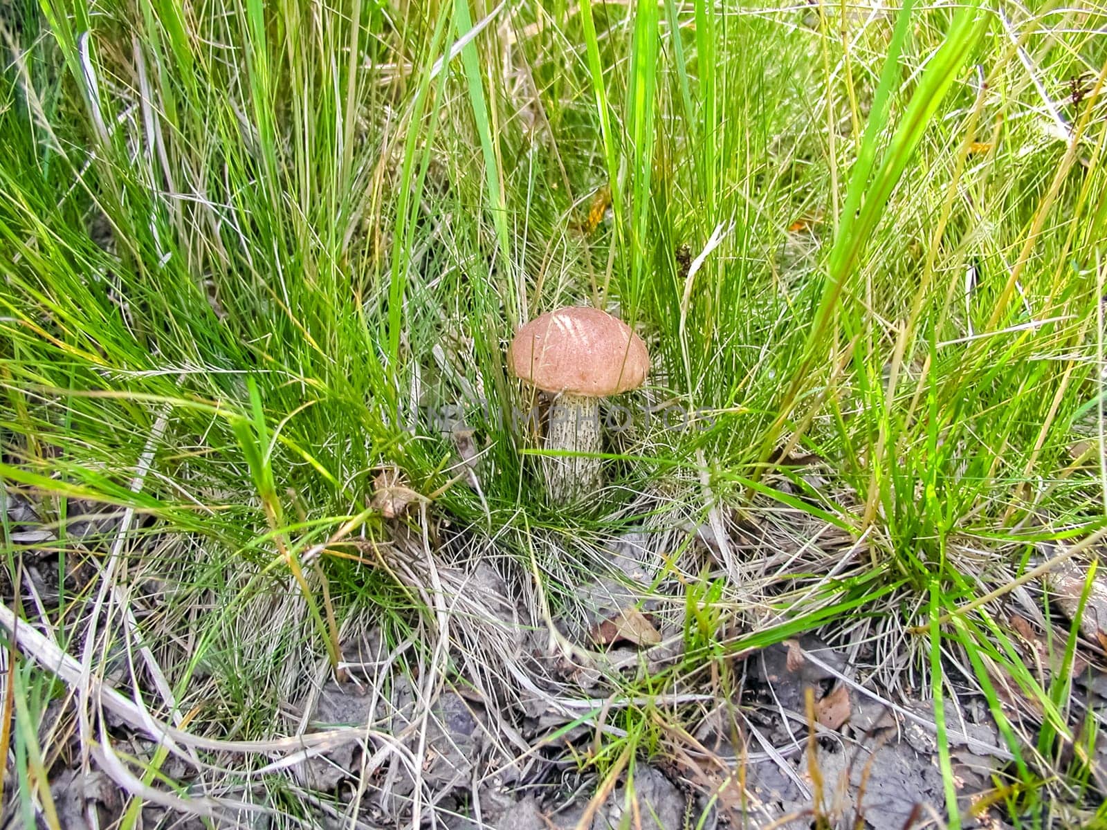 Forest mushrooms. Edible mushrooms in the forest litter. Mushrooms in the forest