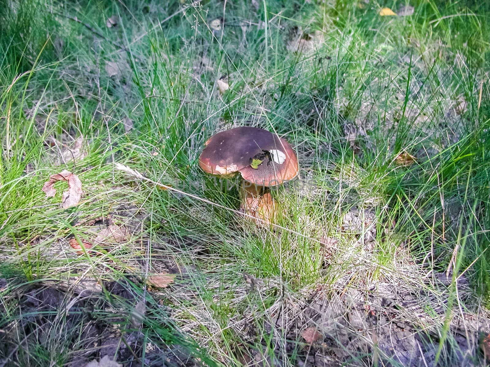 Forest mushrooms. Edible mushrooms in the forest litter. Mushrooms in the forest