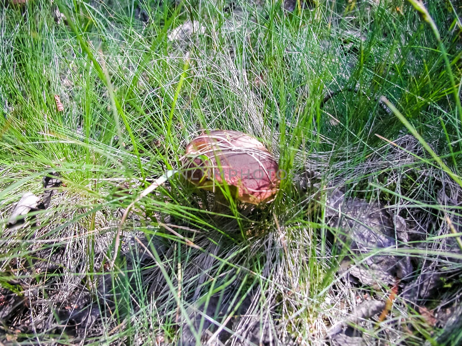 Forest mushrooms. Edible mushrooms in the forest litter. Mushrooms in the forest