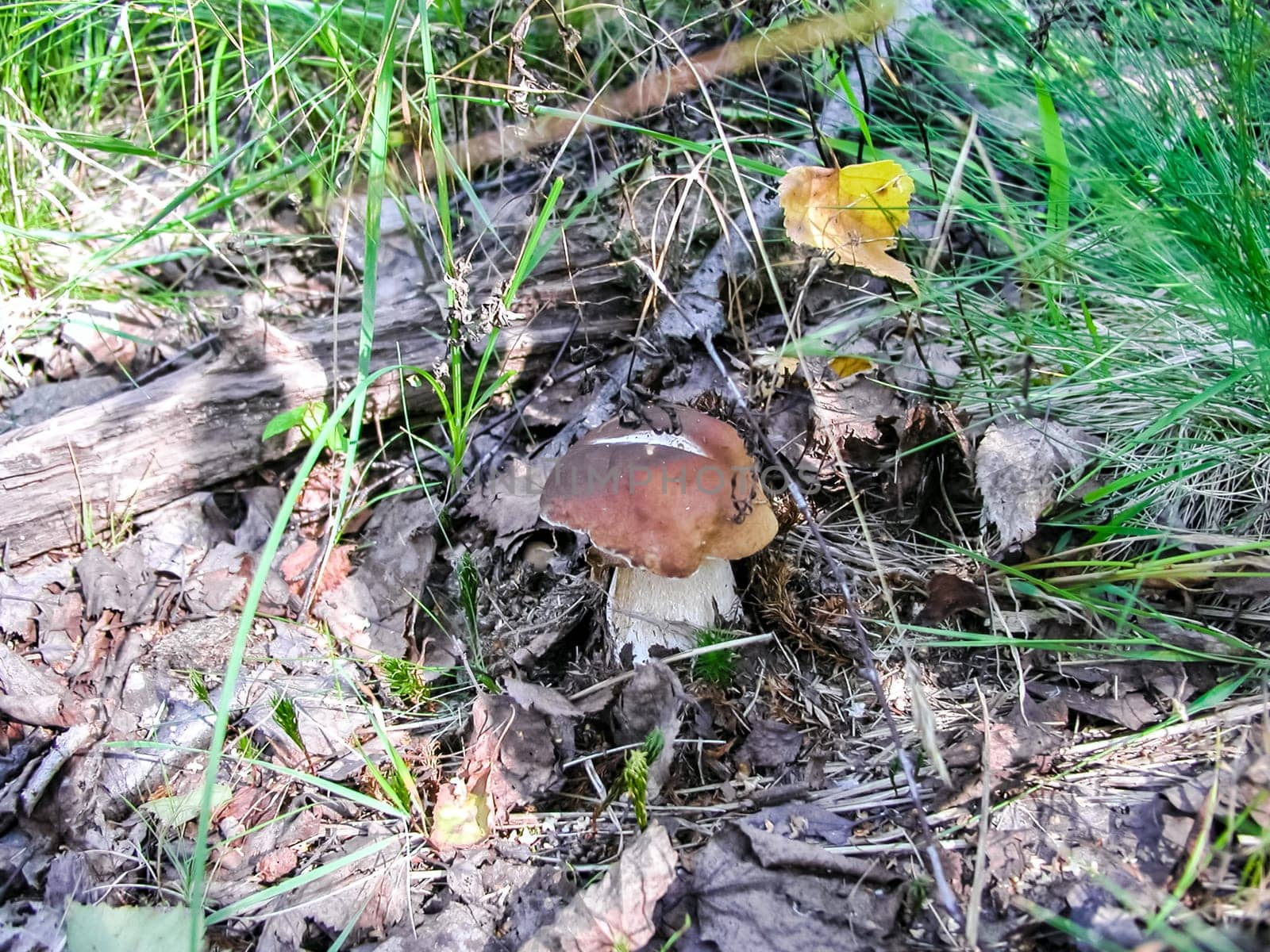 Forest mushrooms. Edible mushrooms in the forest litter. Mushrooms in the forest