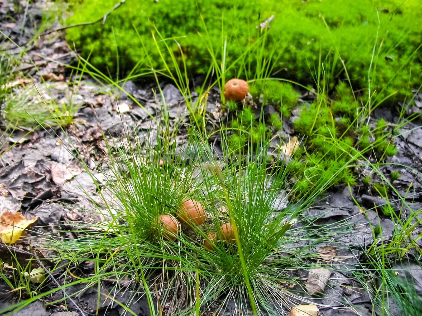 Forest mushrooms. Edible mushrooms in the forest litter. Mushrooms in the forest