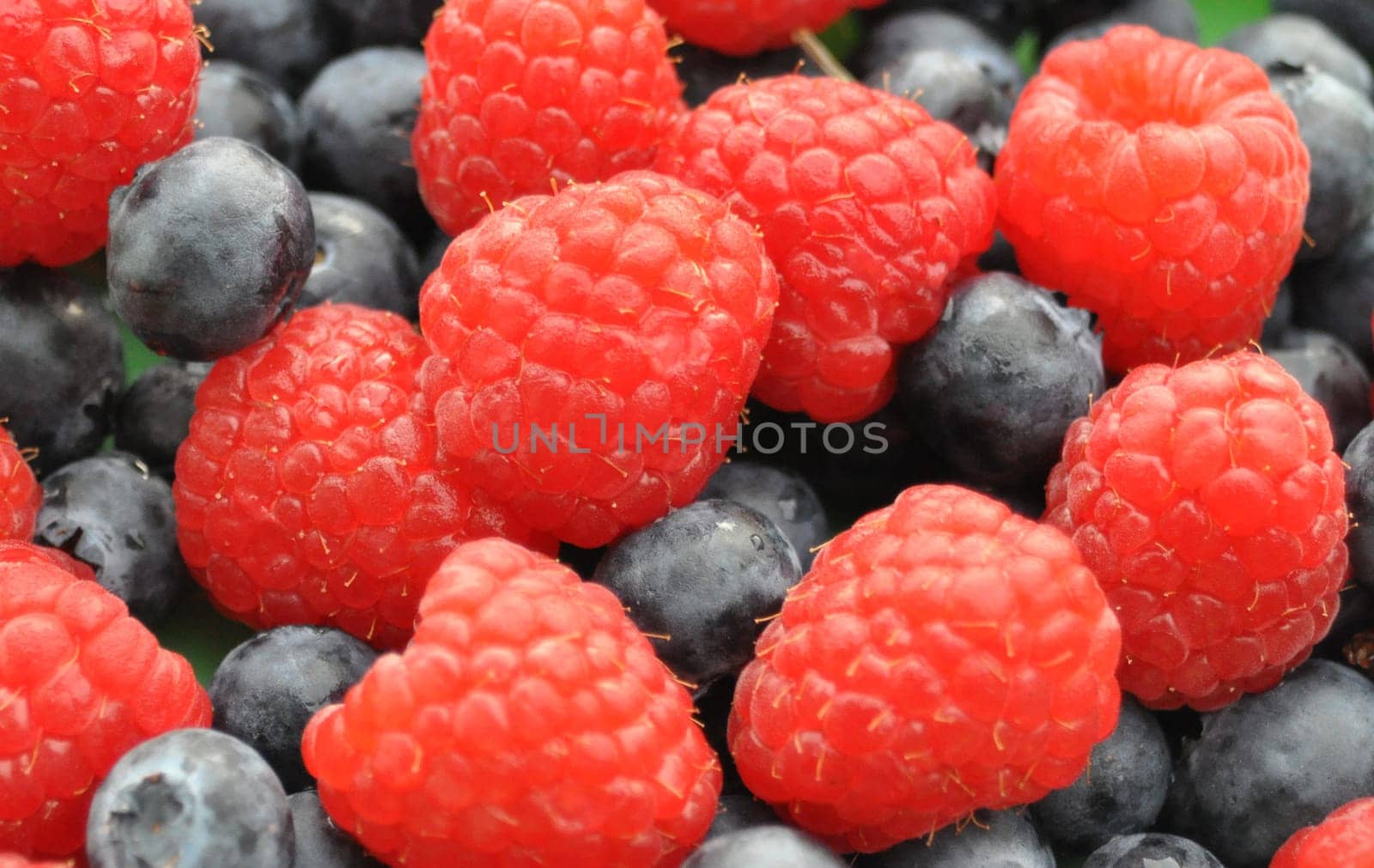 Raspberry with bilberry. A background from wild berries.