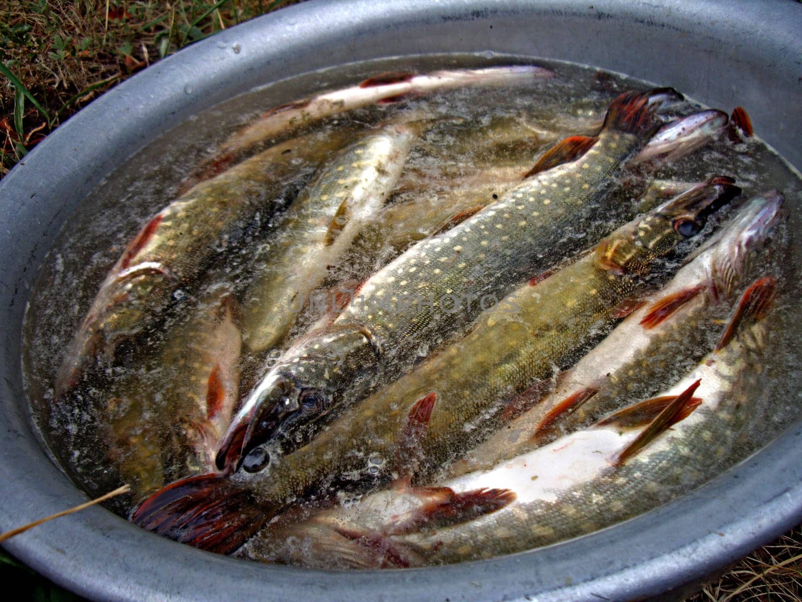 Pike in a basin from aluminum. The fresh hooked fish.