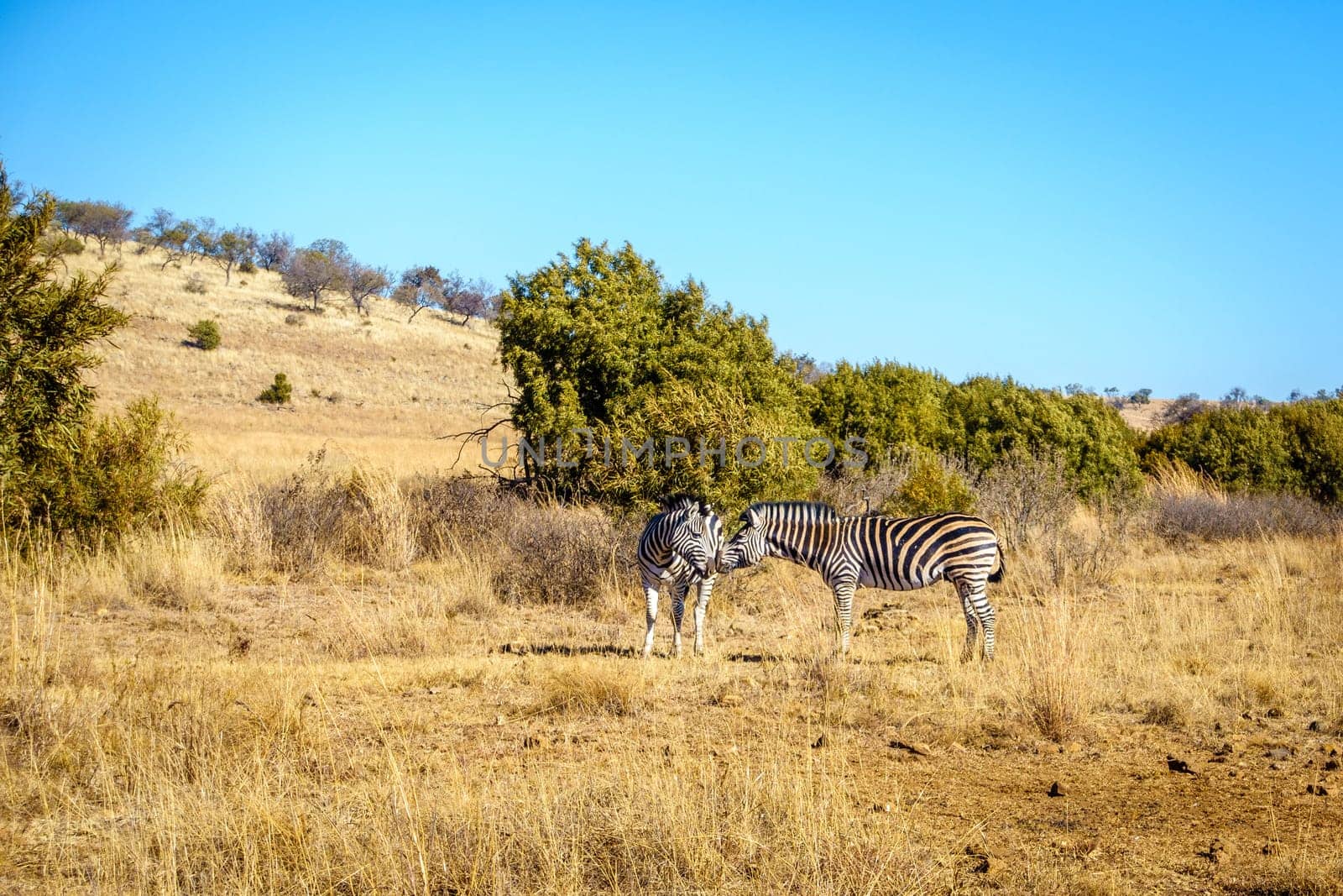 Zebras in their natural habitat in a wildlife preserve area in Gauteng province of South Africa