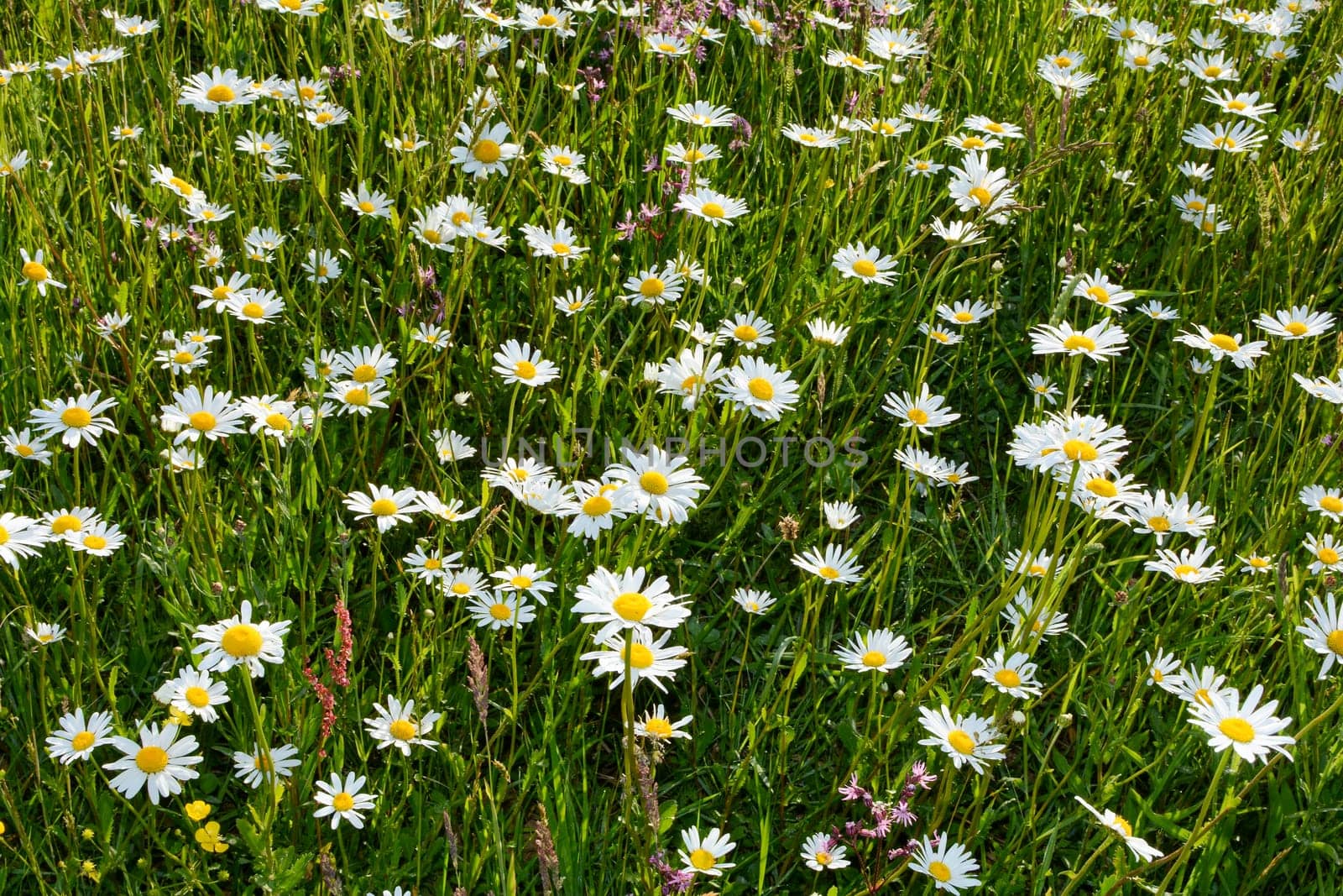 Many Marguerite on a meadow in green nature