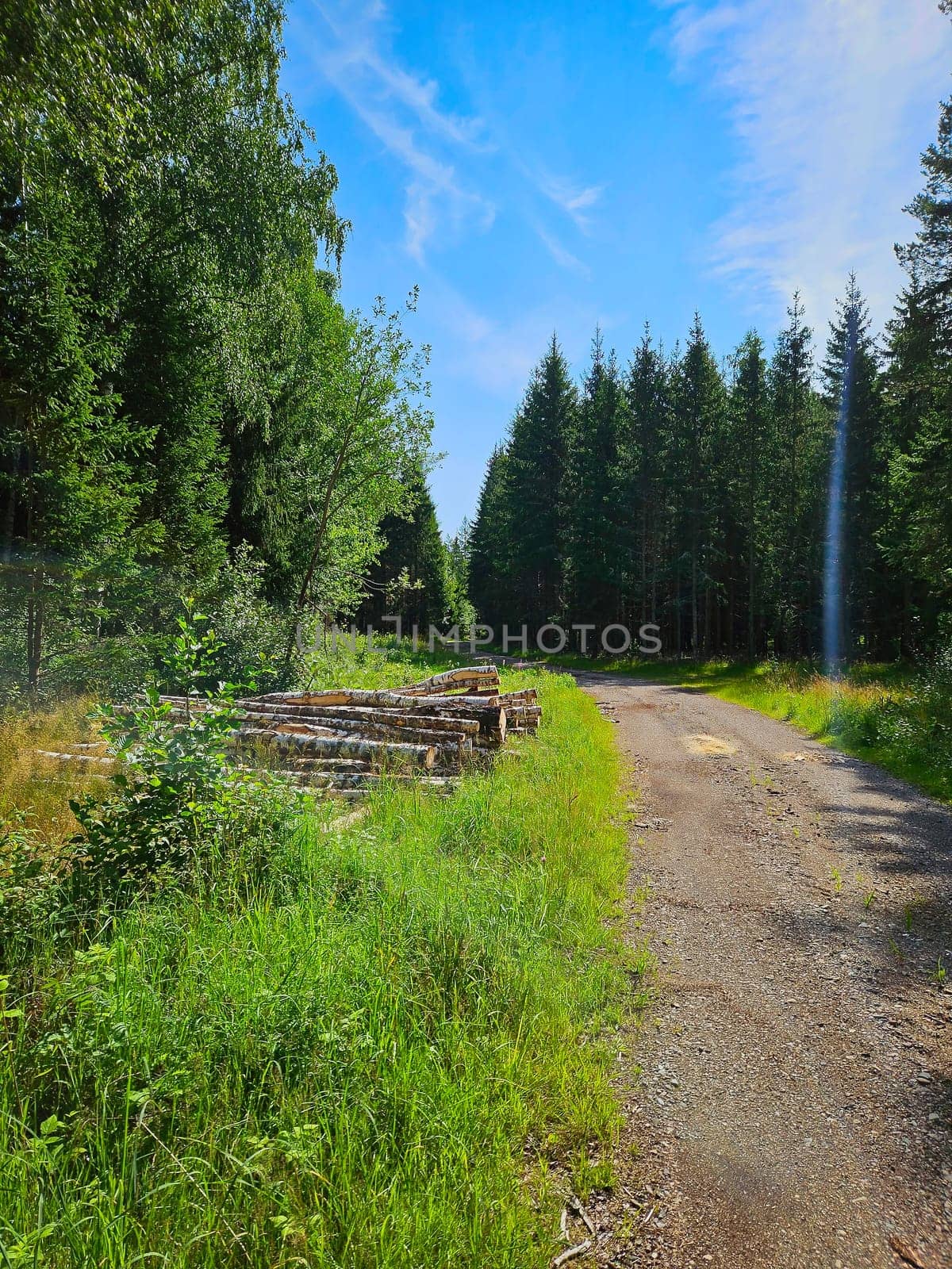 Forest path overgrown with grass. Heather at the edge of the path. Trees and forest