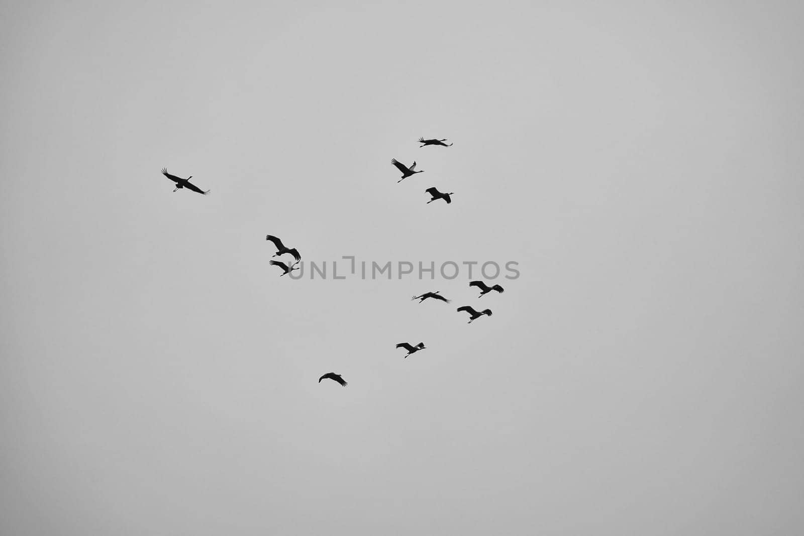 Cranes fly in V formation in the sky. Migratory birds on the Darss. Taken in black and white.