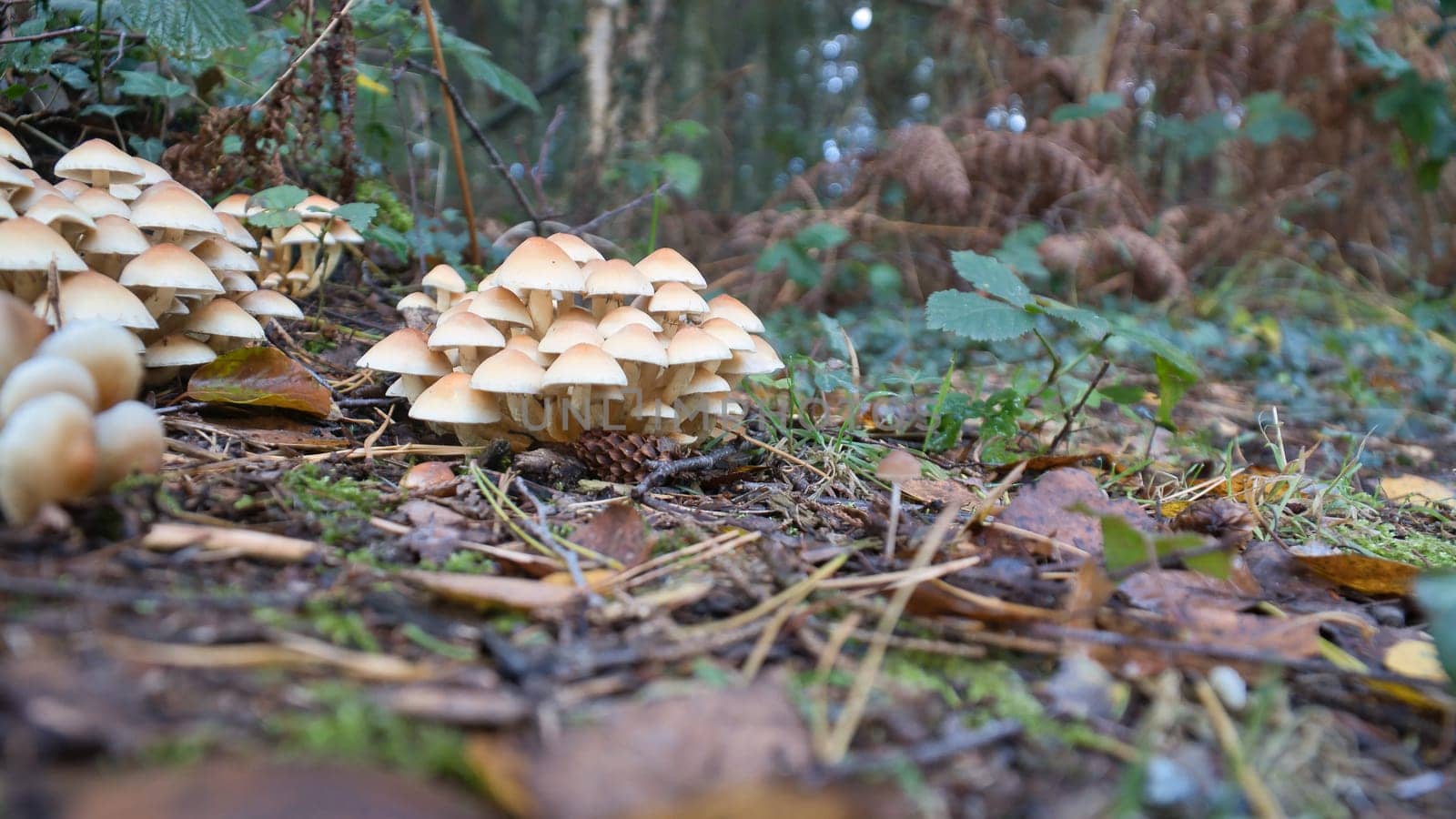 A group of mushrooms in the forest on the forest floor. Moss, pine needles on the ground. Autumn day looking for mushrooms. Macro shot from nature