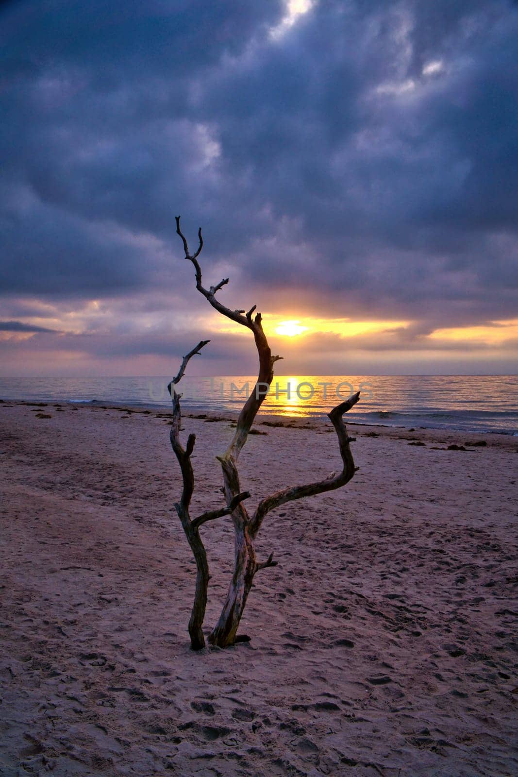 Sunset on the beach of the Baltic Sea. Love tree, shrub in the sand on the west beach. Cloudy sky. Landscape on the coast