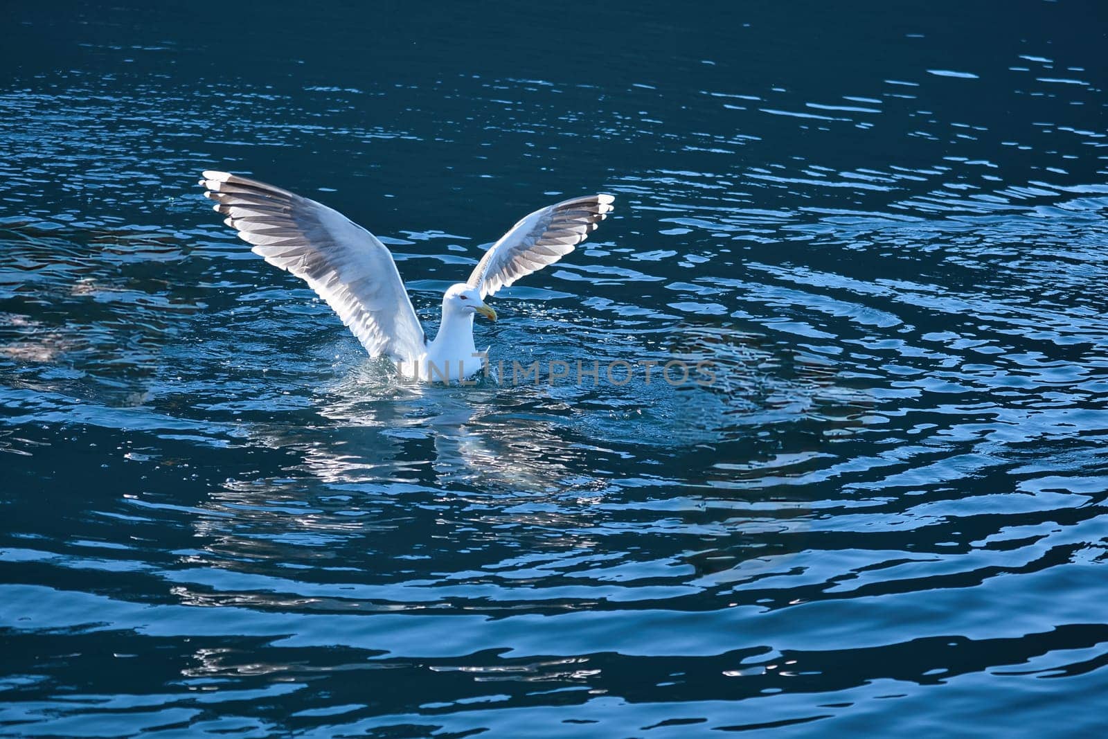 Seagulls in the water in a fjord in Norway. Daylight glistens in the sea. Animal photo from Scandinavia