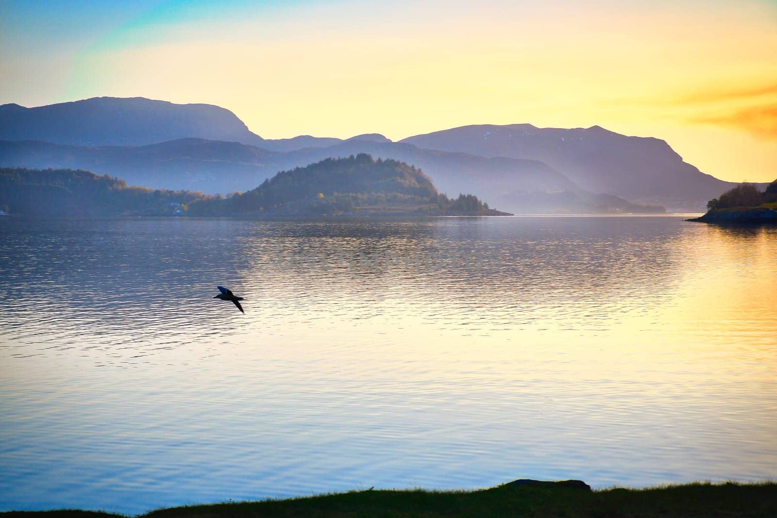 Fjord in Norway at Westcap. Seagull flies over the water before sunset. Mountains in the background. Landscape shot from Scandinavia