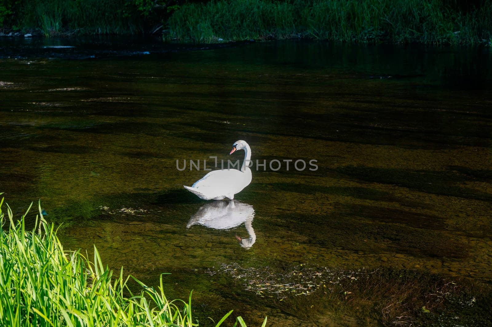 A white swan (Cygnus) stands in the shallow water of a small river in green nature